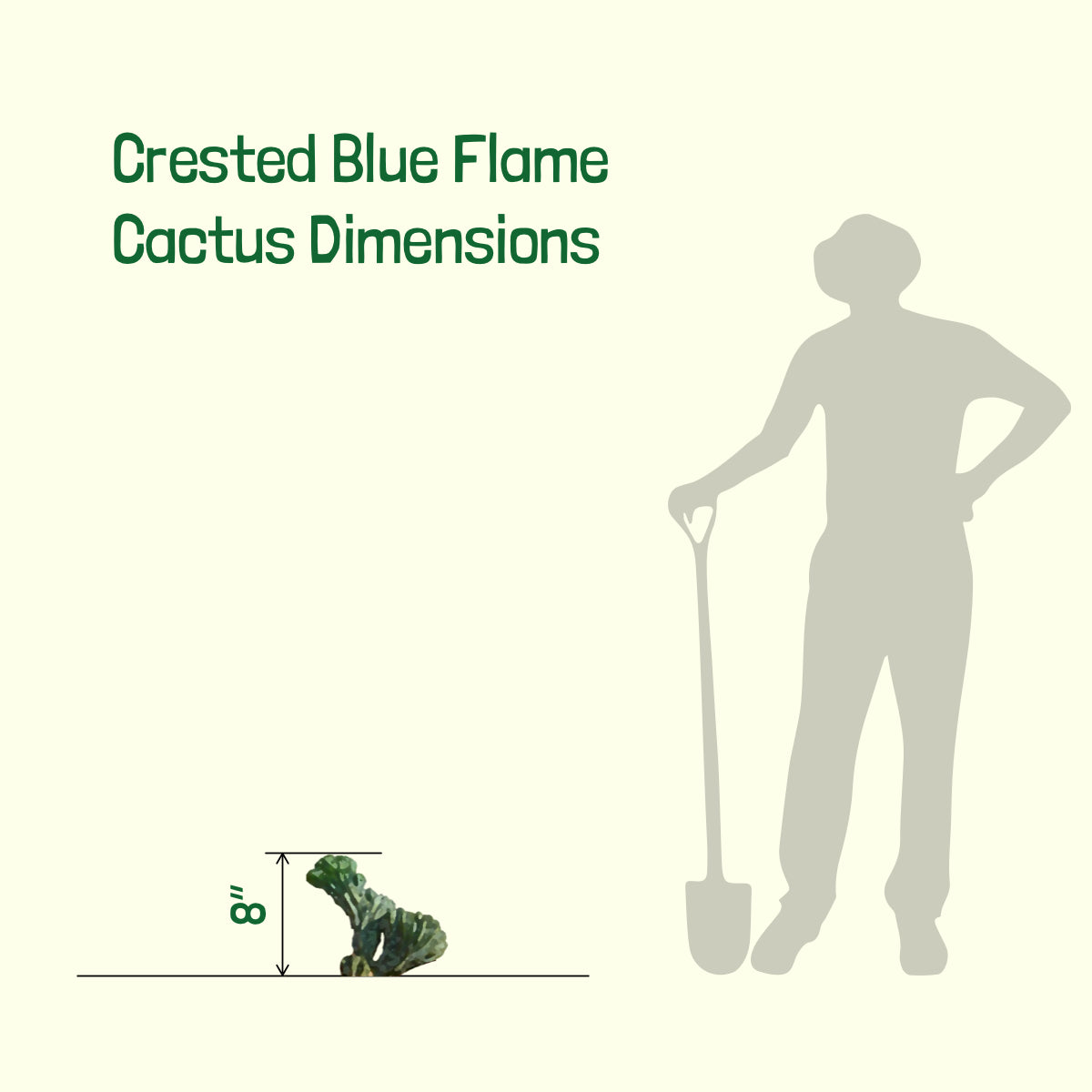 Dimesions of our Large and Tall Crested Myrtillocactus Geometrizans Blue Flame Cactus Plant For Sale Online