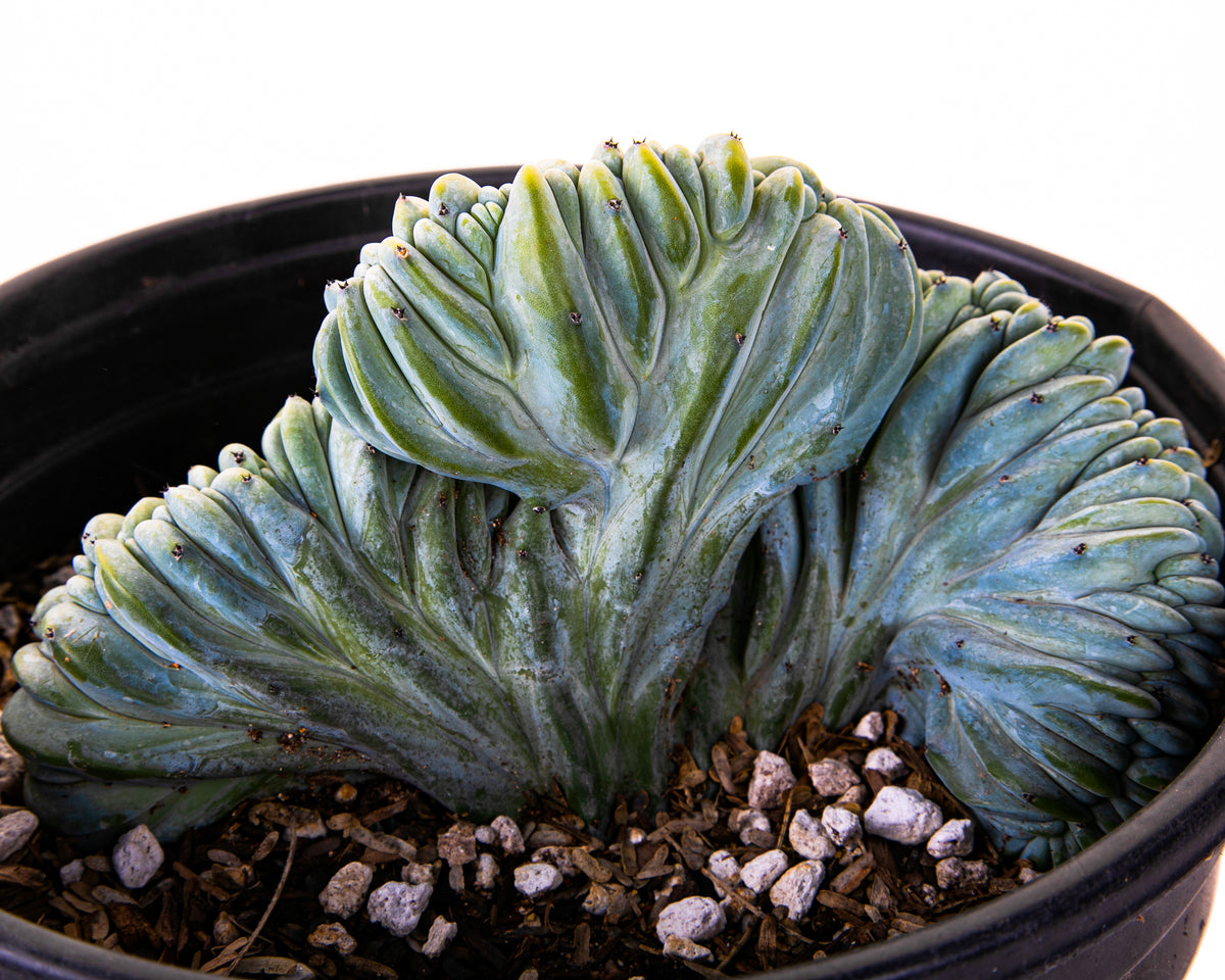 Large and Tall Crested Myrtillocactus Geometrizans Blue Flame Cactus Plant For Sale Online