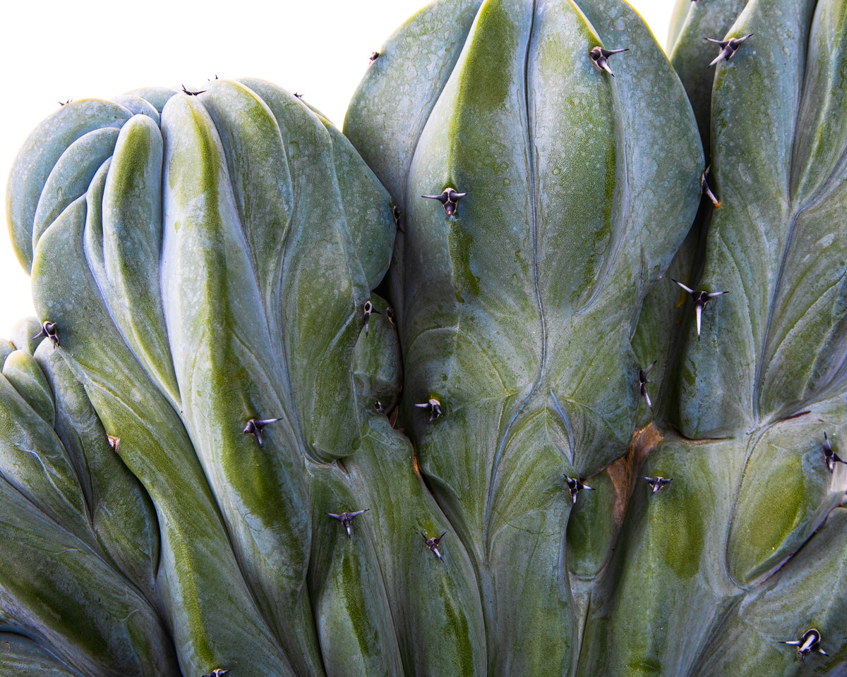 Large and Tall Crested Myrtillocactus Geometrizans Blue Flame Cactus Plant For Sale Online