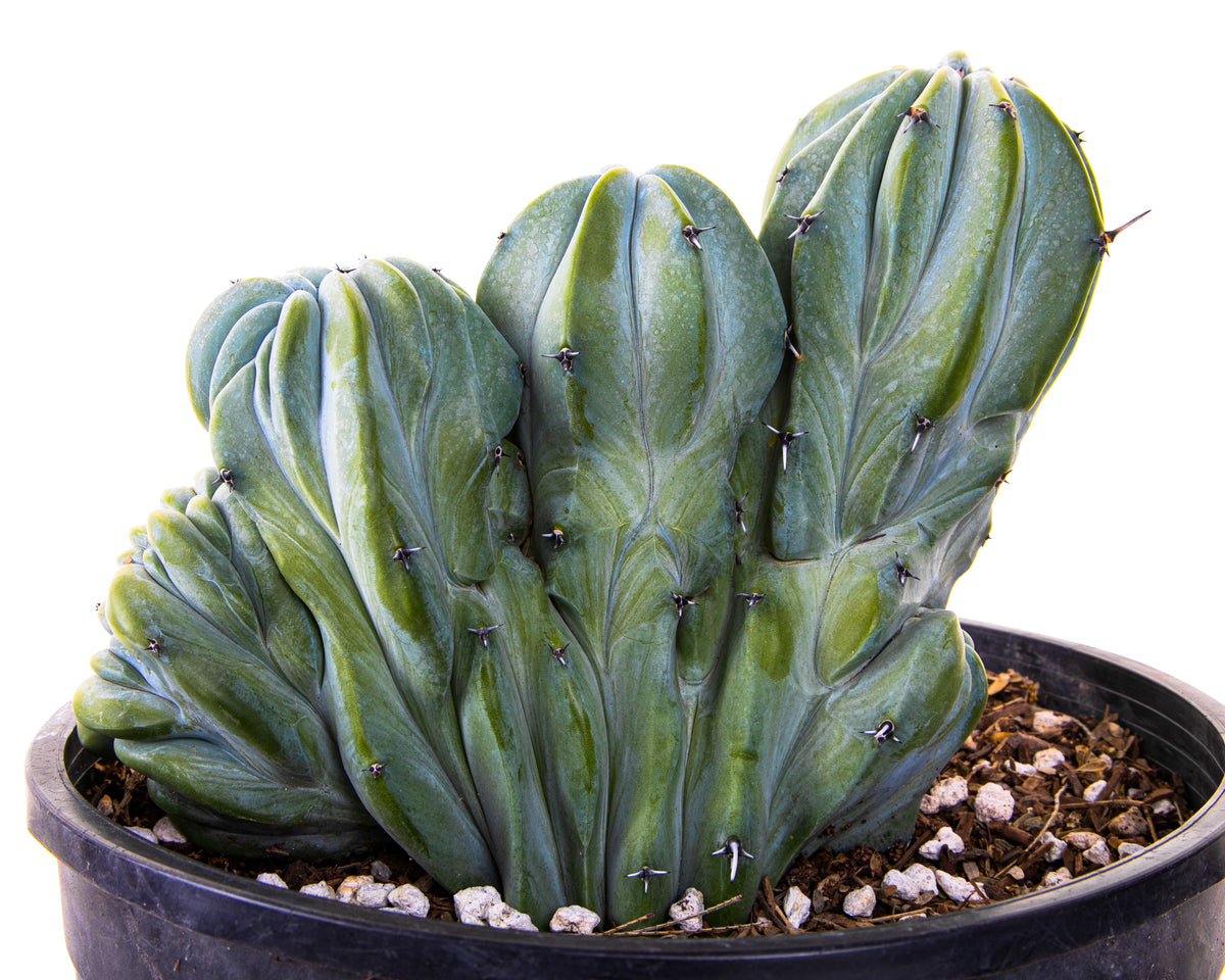 Large and Tall Crested Myrtillocactus Geometrizans Blue Flame Cactus Plant For Sale Online
