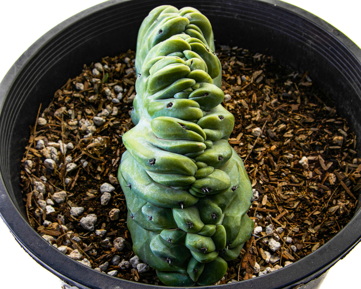 Large and Tall Crested Myrtillocactus Geometrizans Blue Flame Cactus Plant For Sale Online