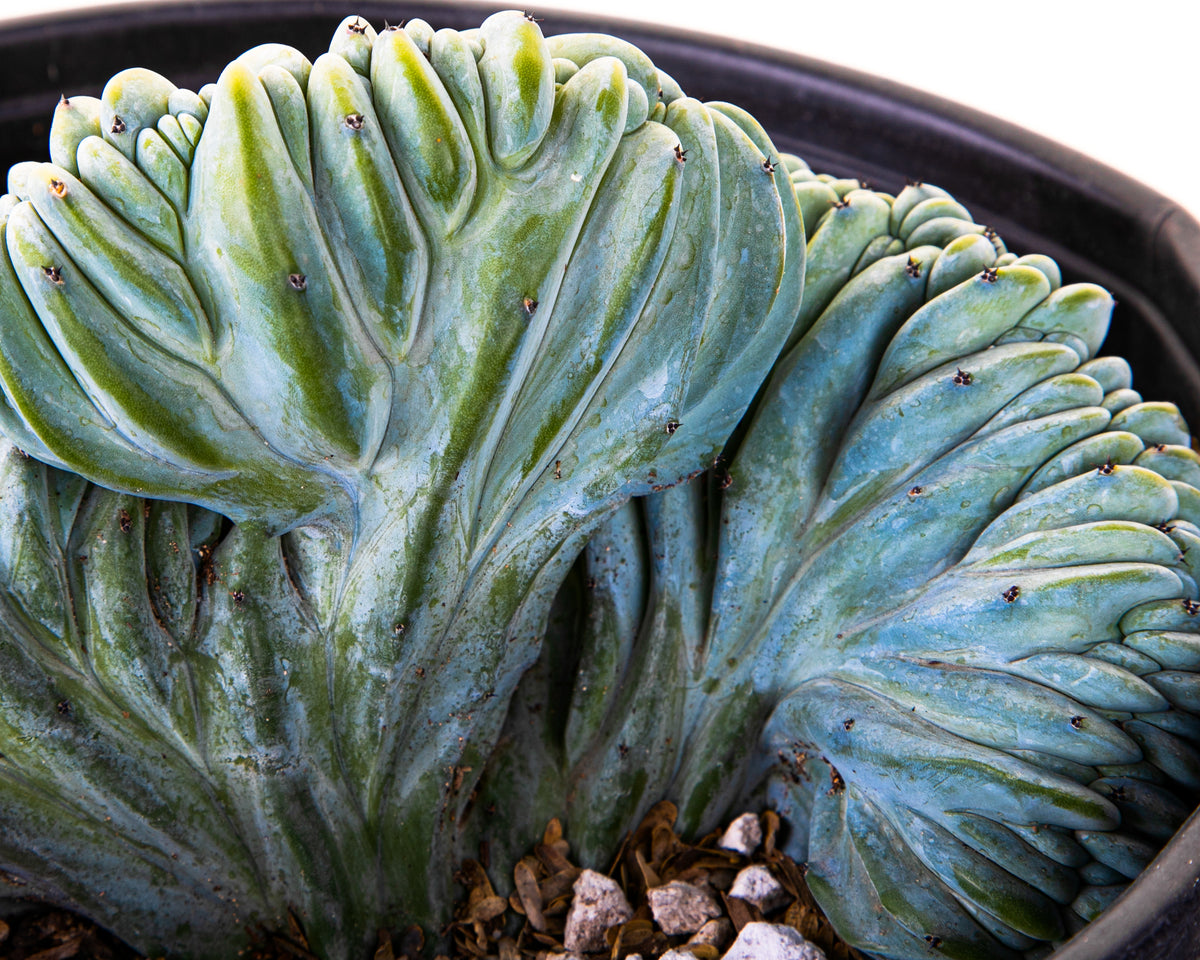 Large and Tall Crested Myrtillocactus Geometrizans Blue Flame Cactus Plant For Sale Online