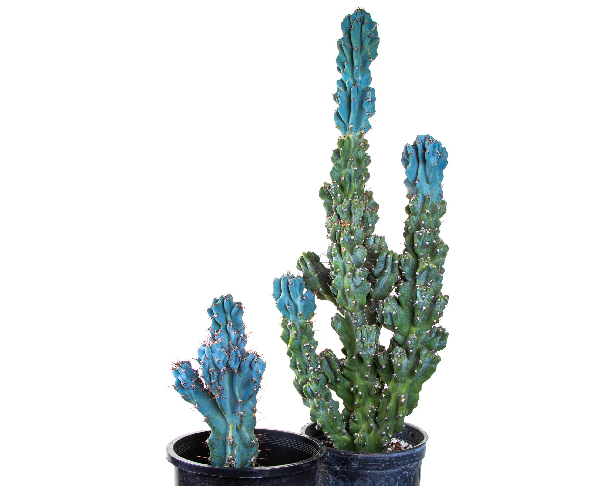 Large Tall and Mature Blue Curiosity Cactus Plants For Sale Online in Cactus Nursery Containers