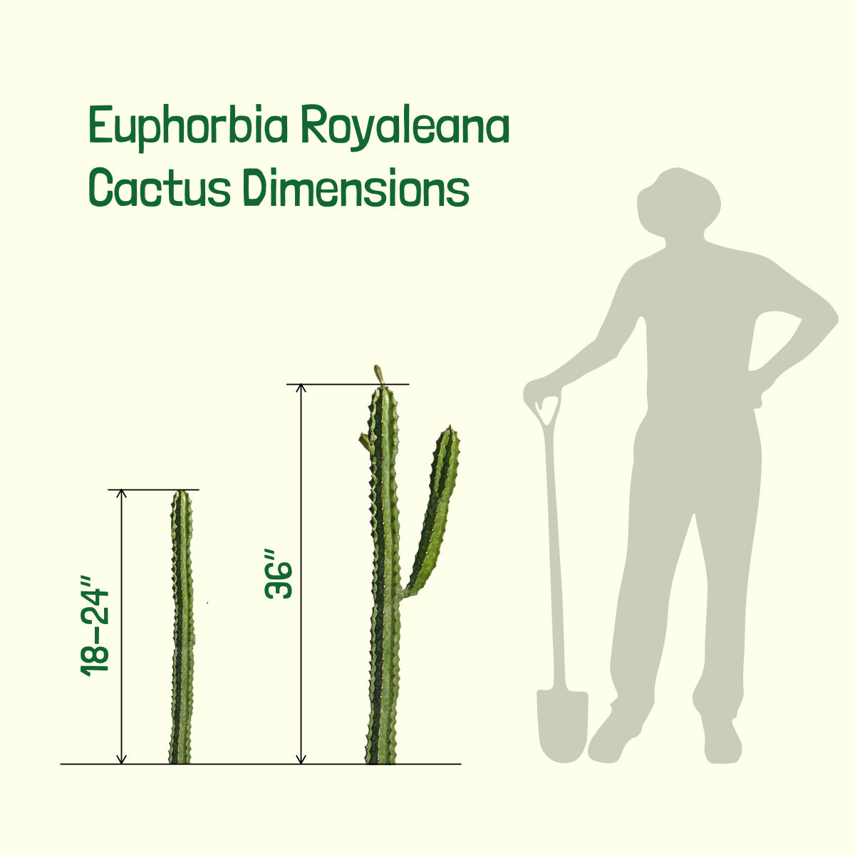 Dimensions of Our Tall, Large, Mature and Branched Royal Spurge Cactus For Sale Online