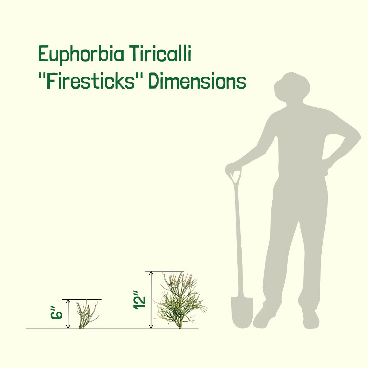 Euphorbia Tiricalli &quot;Firesticks&quot;