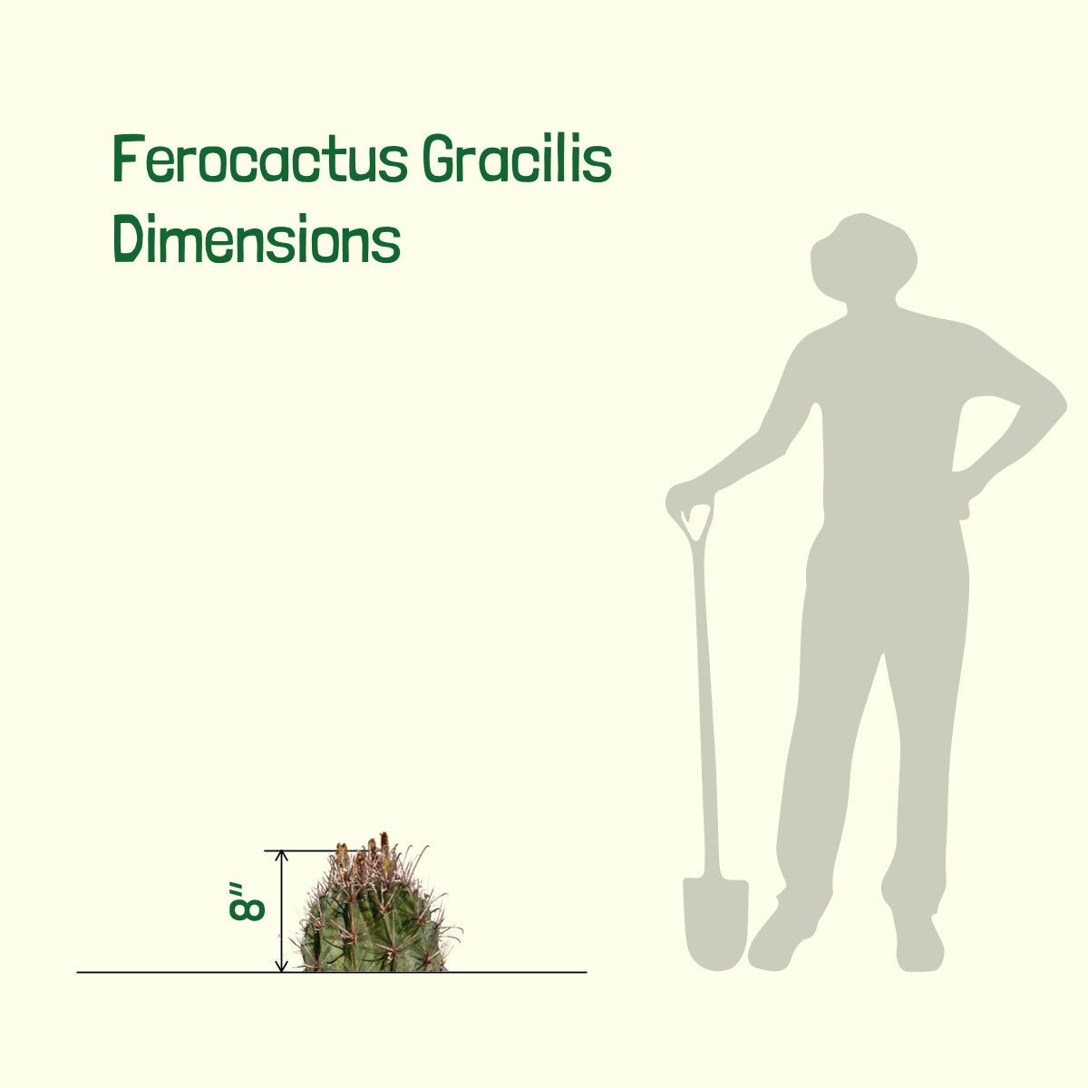 Size of our 5gal Large Mexican Fire Barrel Cactus Plant For Sale Online
