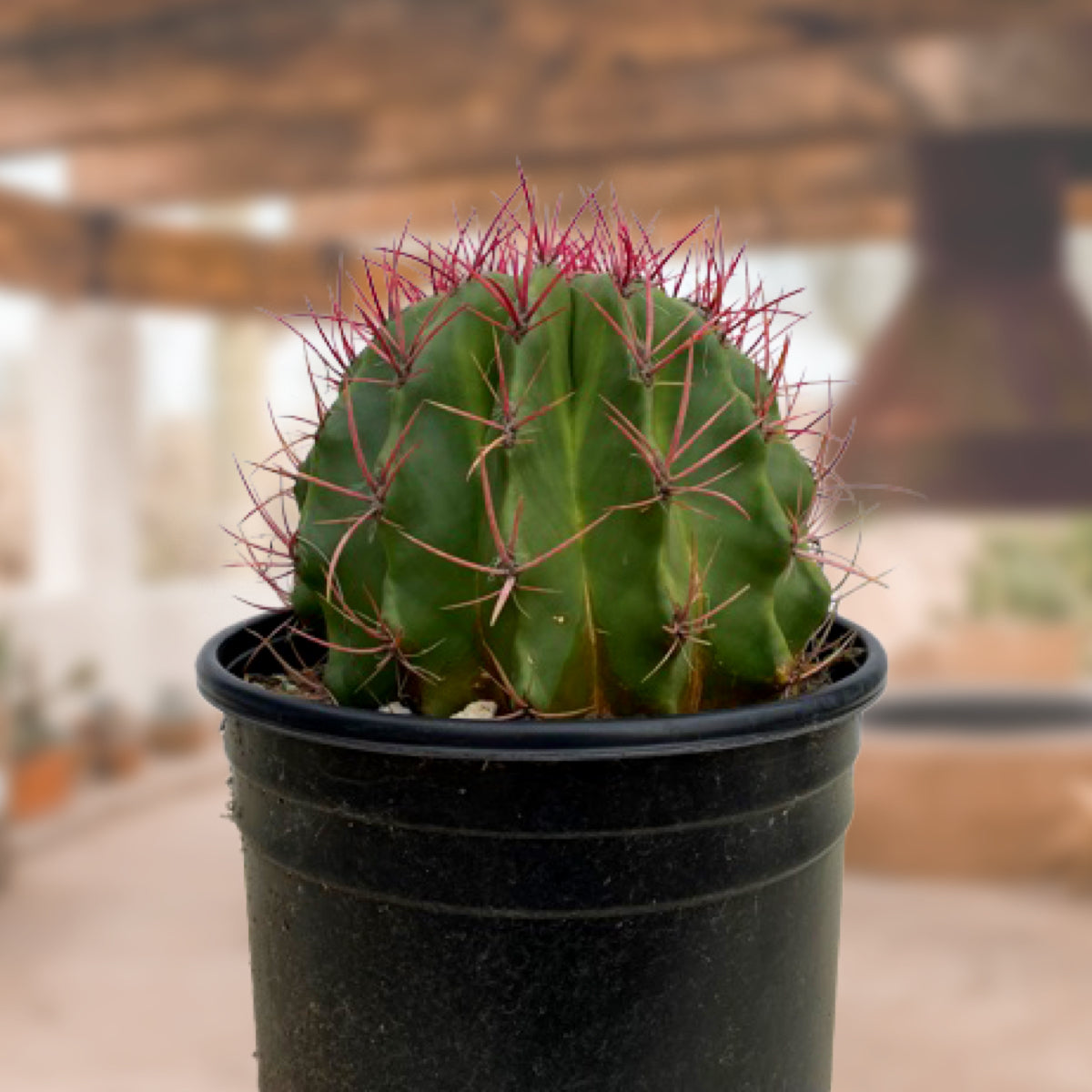 Five Gallon Size Red Mexican Fire Barrel Cactus Plant For Sale Online In a Cactus Nursery Container