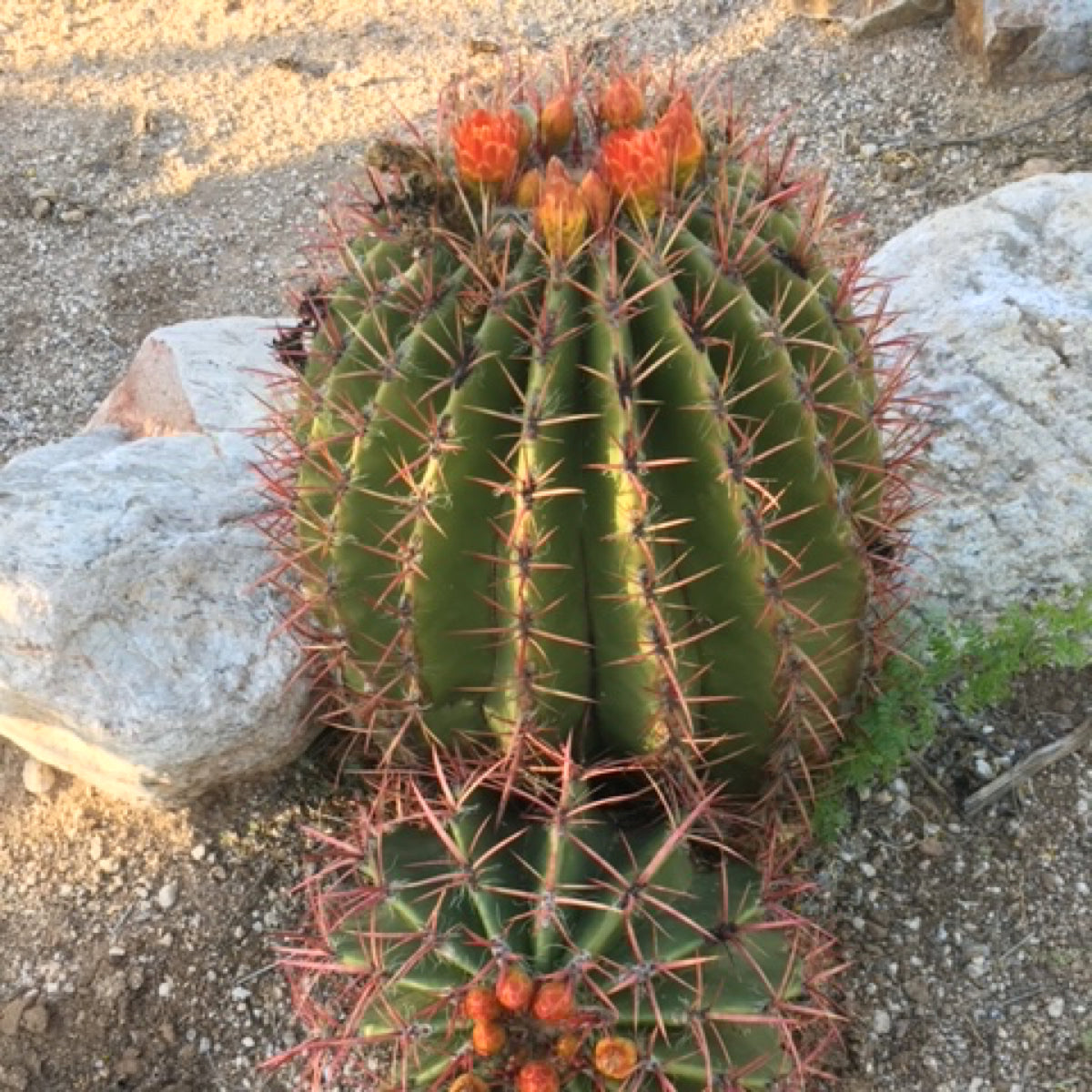 Large Red Mexican Fire Barrel Cactus Plant In a Xeriscape Landscape