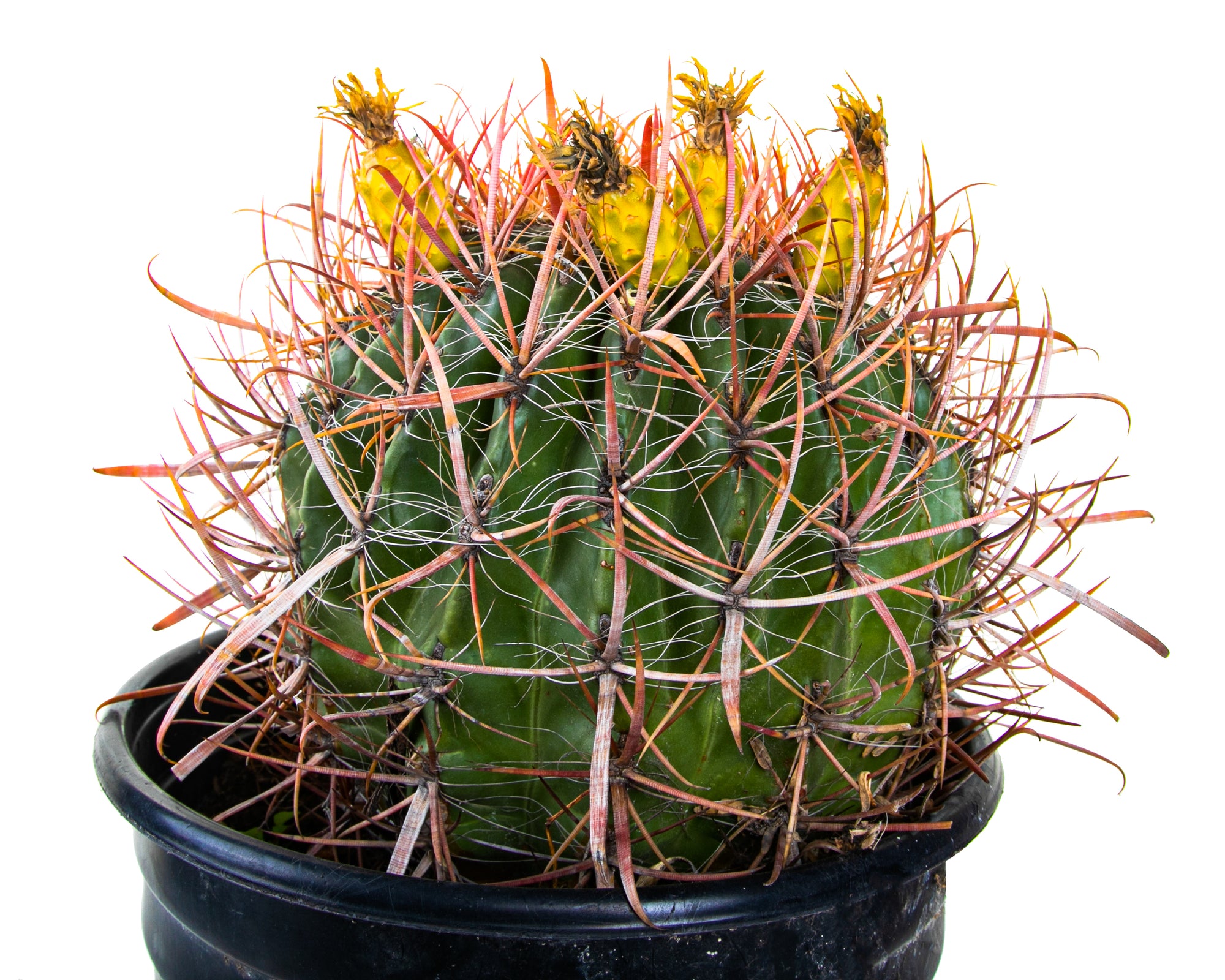 Red Mexican Fire Barrel Cactus For Sale Online in a 5gal Cactus Nursery Pot
