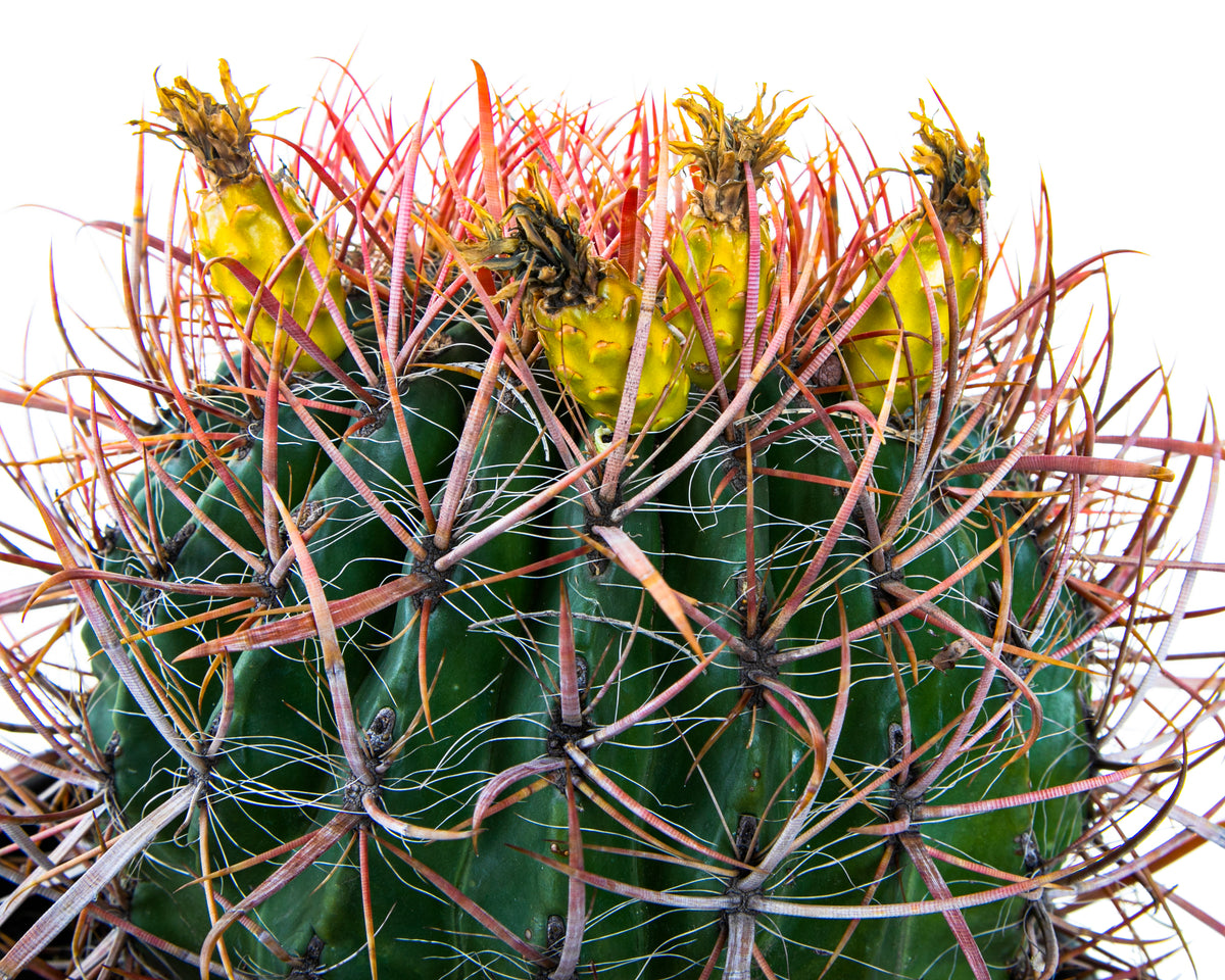 Close up of a Red Mexican Fire Barrel Cactus For Sale Online in a 5gal Cactus Nursery Pot