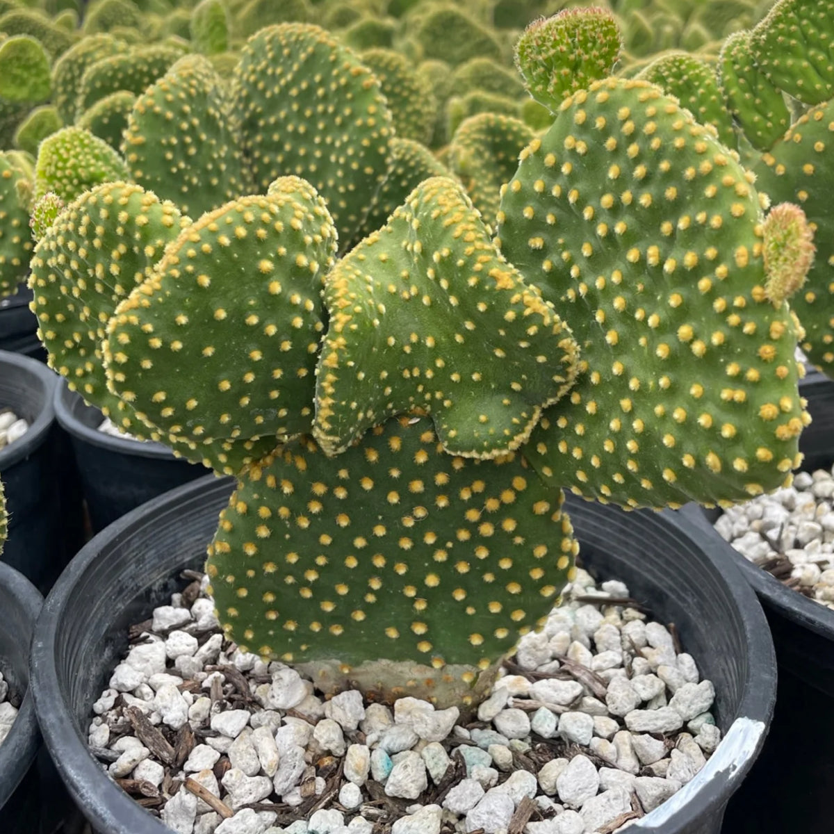 One Gallon Size Yellow Funny Bunny Angel Wings Opuntia Prickly Pear Plant For Sale Online
