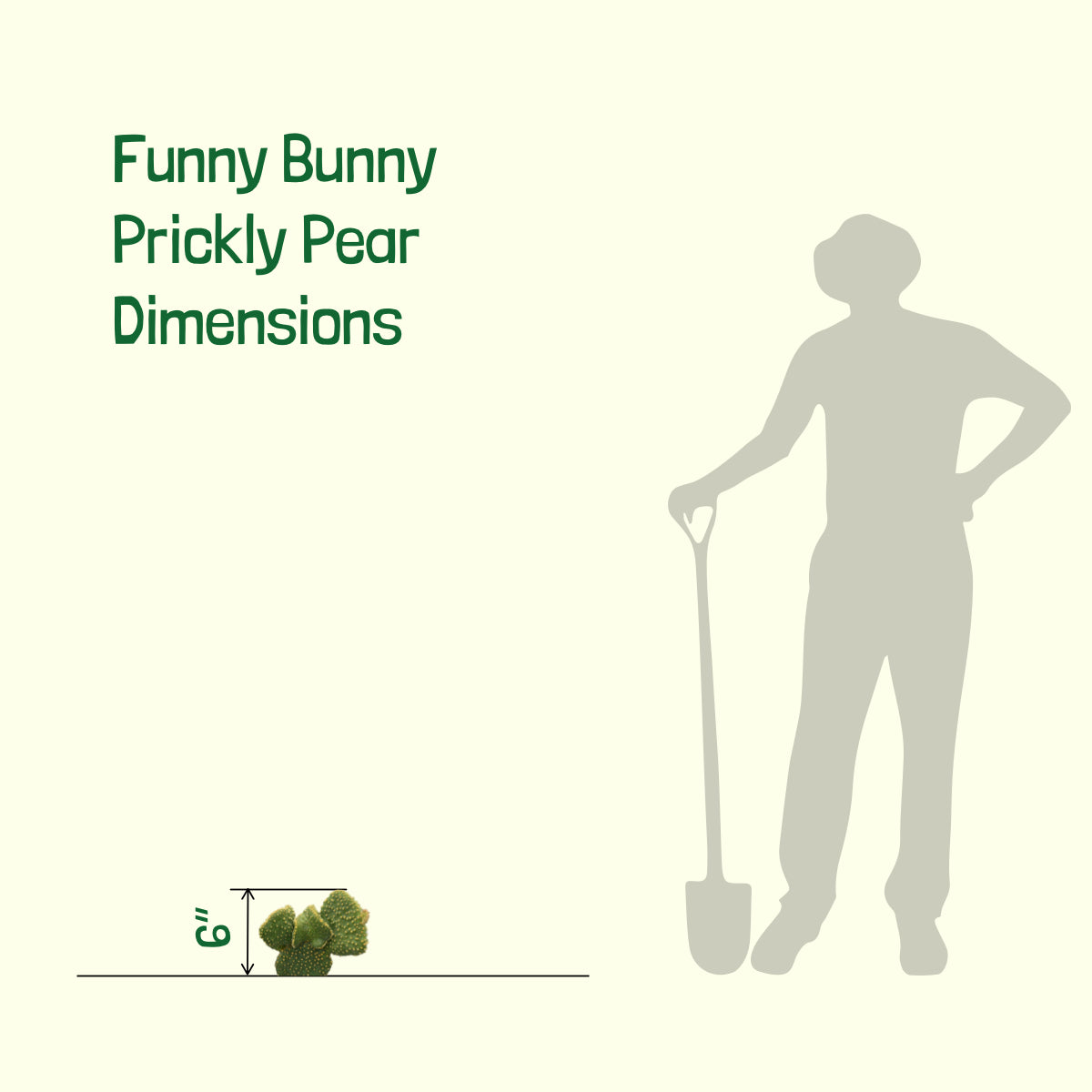 Size Dimensions of our One Gallon Size Yellow Funny Bunny Angel Wings Opuntia Prickly Pear Plant For Sale Online