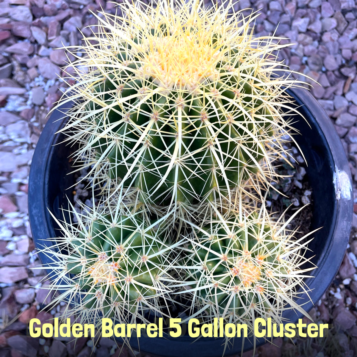 Golden Barrel Cactus Plant For Sale in a 5 Gal Cactus Nursery Container