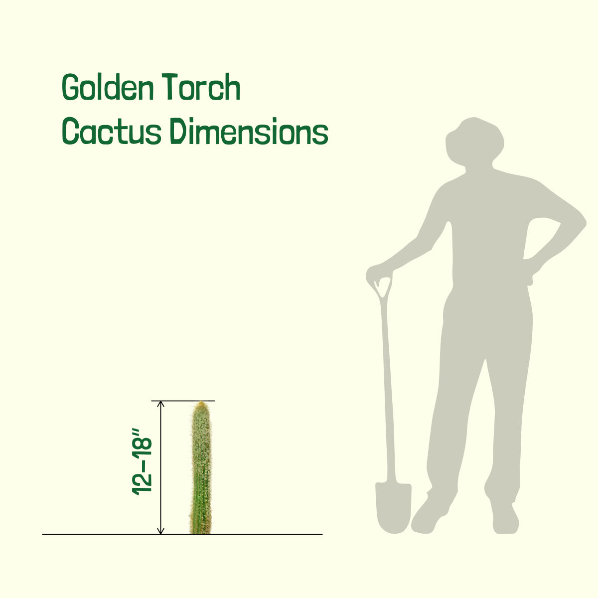 Sizes of Our Golden Torch Cactus Plants For Sale Online