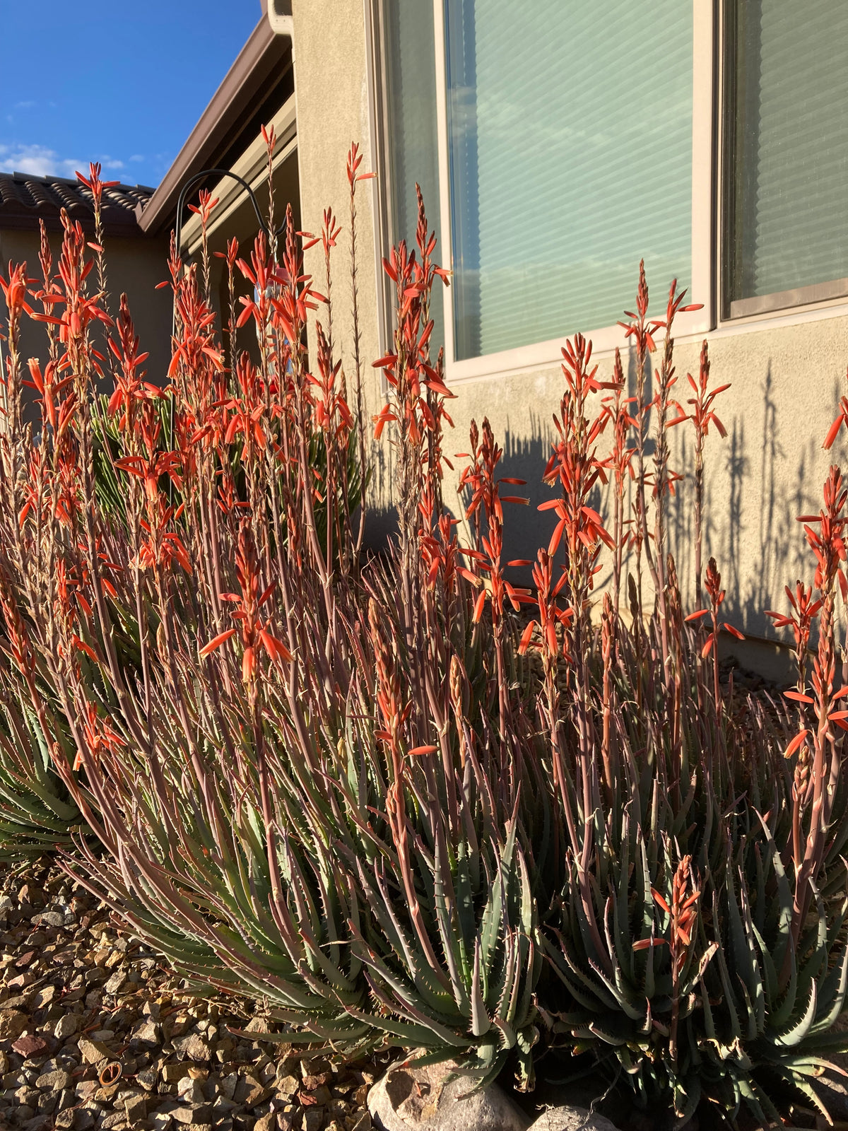 Large Live Aloe &quot;Blue Elf&quot;  Succulent Plant in a Xeriscape Landscape