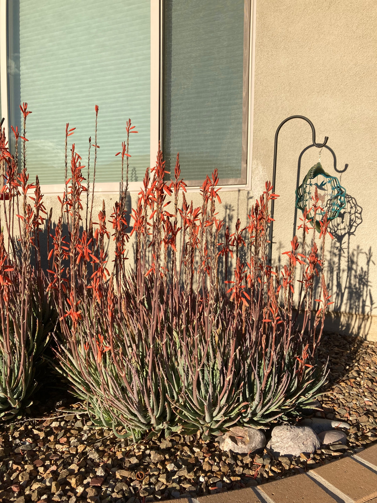 Blooming Large Live Aloe &quot;Blue Elf&quot;  Succulent Plant in a Xeriscape Landscape