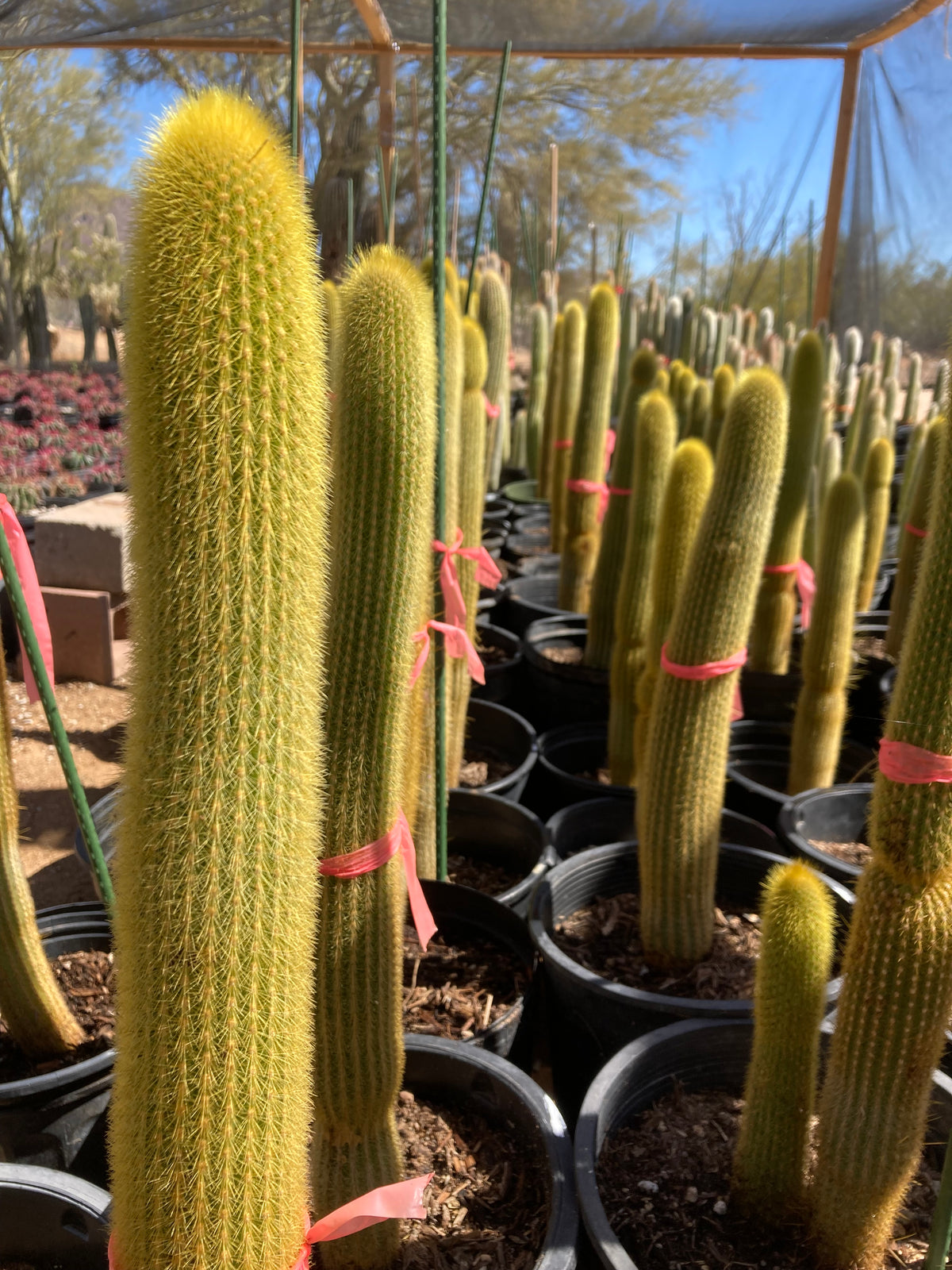 Many Five Gallon Golden Torch Cactus Plants For Sale Online at Our Cactus Nursery