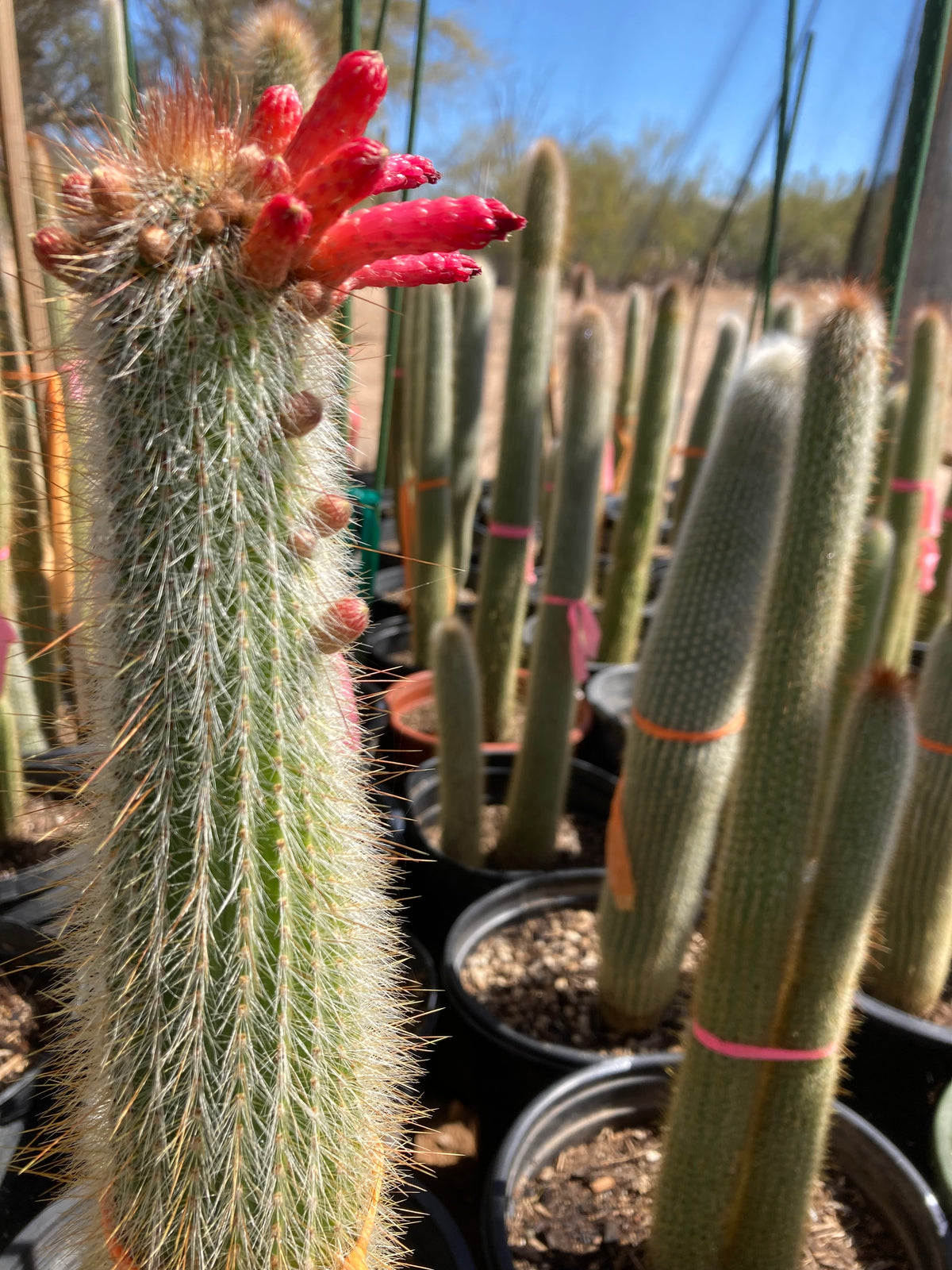 Many Blooming Silver Torch &quot;Snow Pole&quot; Cleistocactus Straussi Cactus Plant for Sale Online in a Cactus Nursery Container