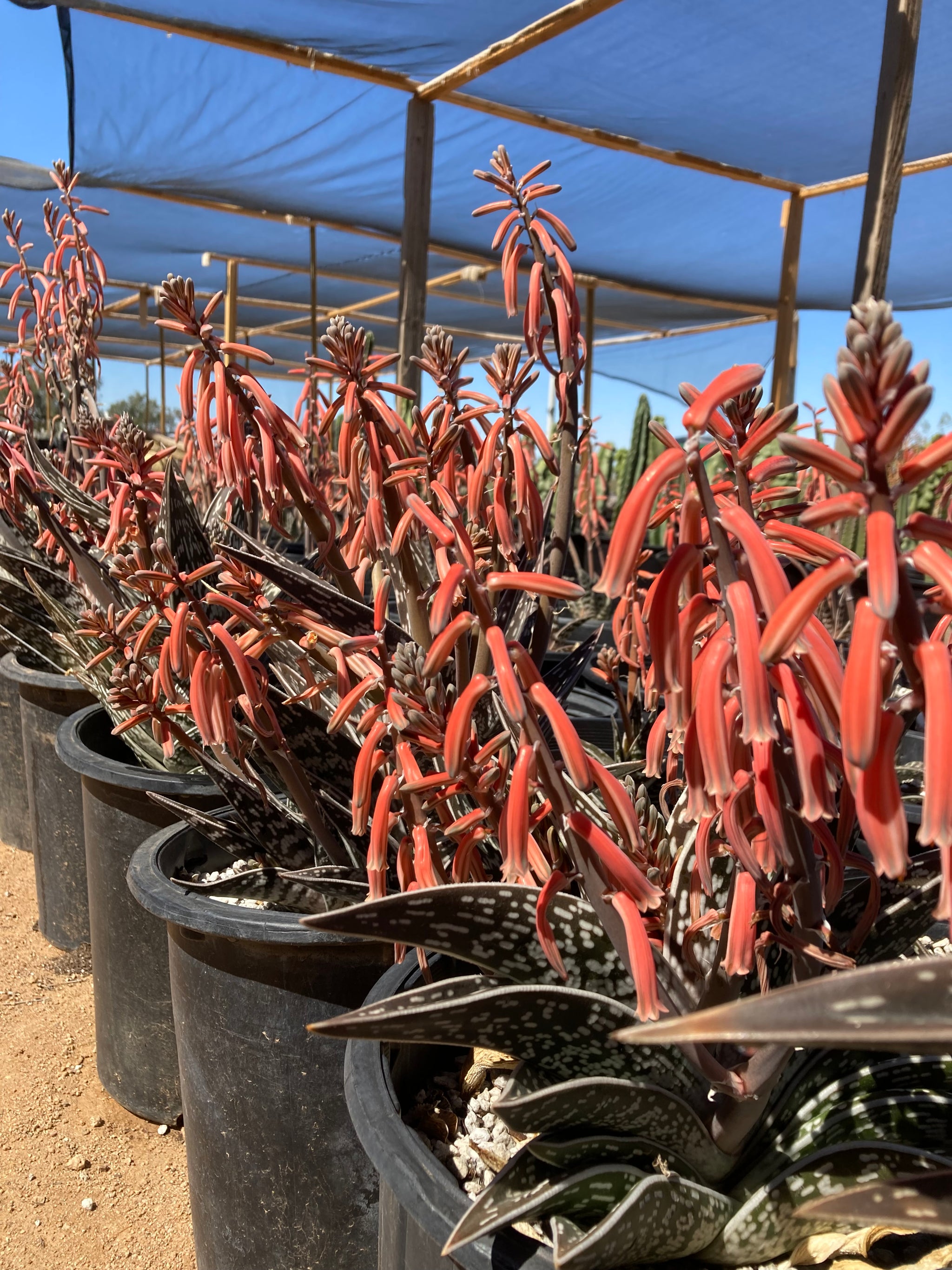 tiger aloe vera plant Tiger Aloe Plant | Partridge Breast Aloe for Sale| Aloe variegata