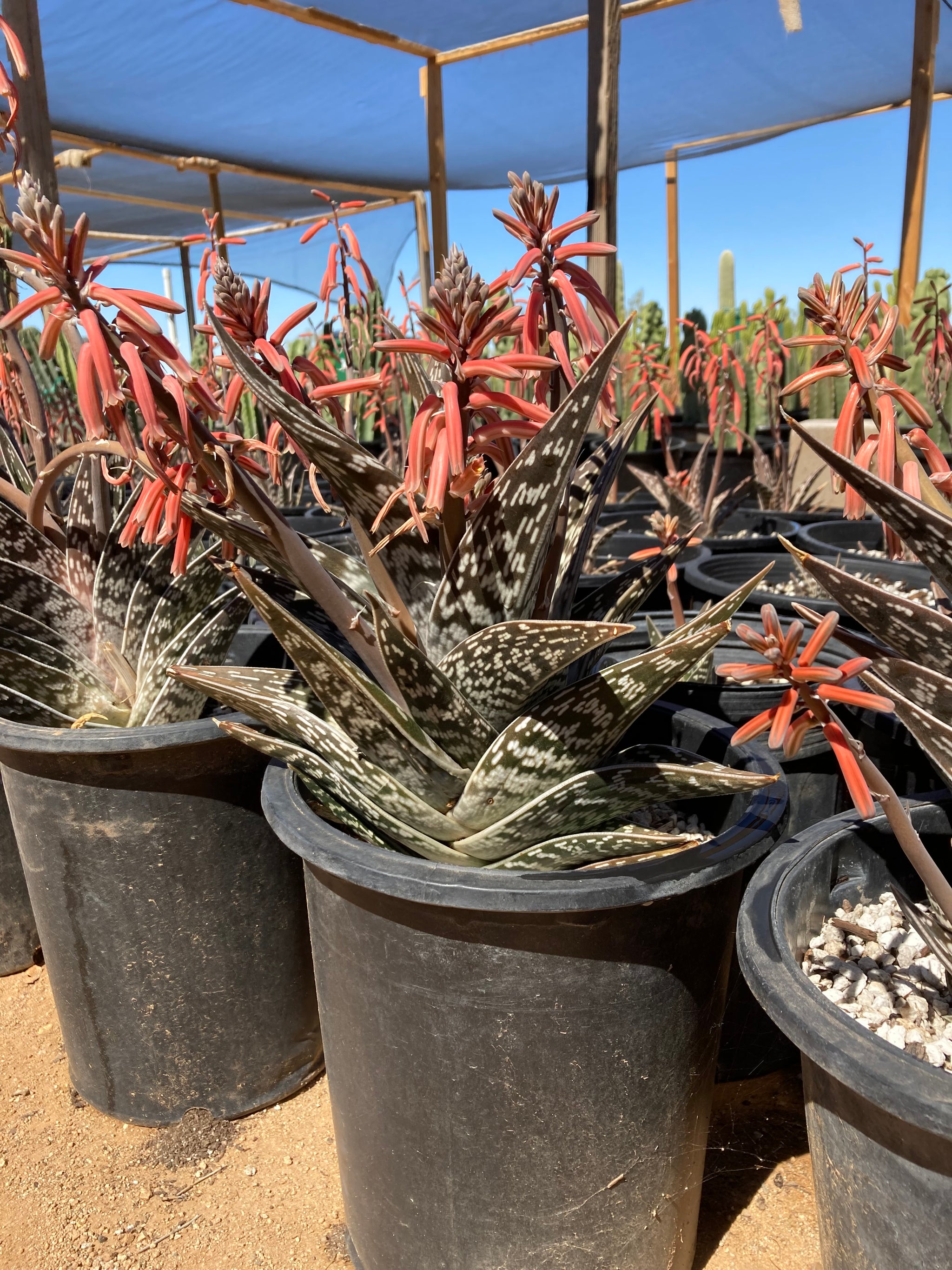 live aloe vera plants for sale Tiger Aloe Plant | Partridge Breast Aloe for Sale| Aloe variegata