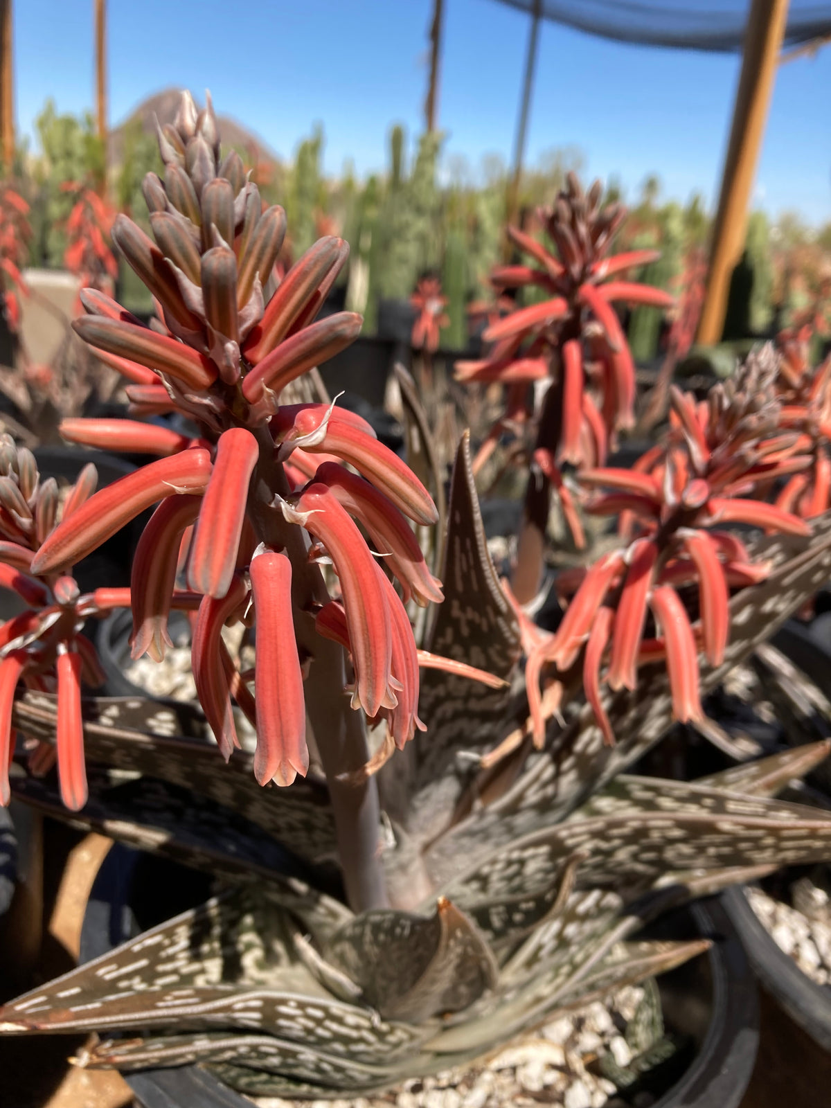 Blooming Large Live Aloe Variegata Partridge Breast Aloe Tiger Aloe Succulent Plants for Sale Online 5gal Cactus Nursery Pots