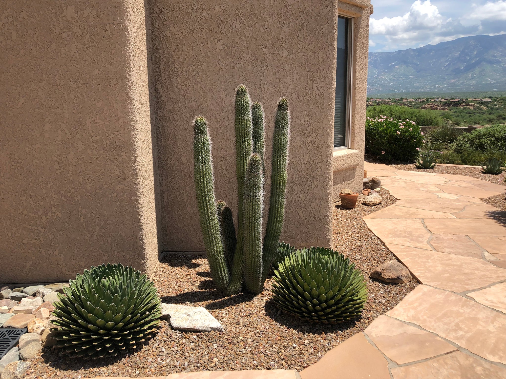 types of organ pipe cactus Organ Pipe Cactus