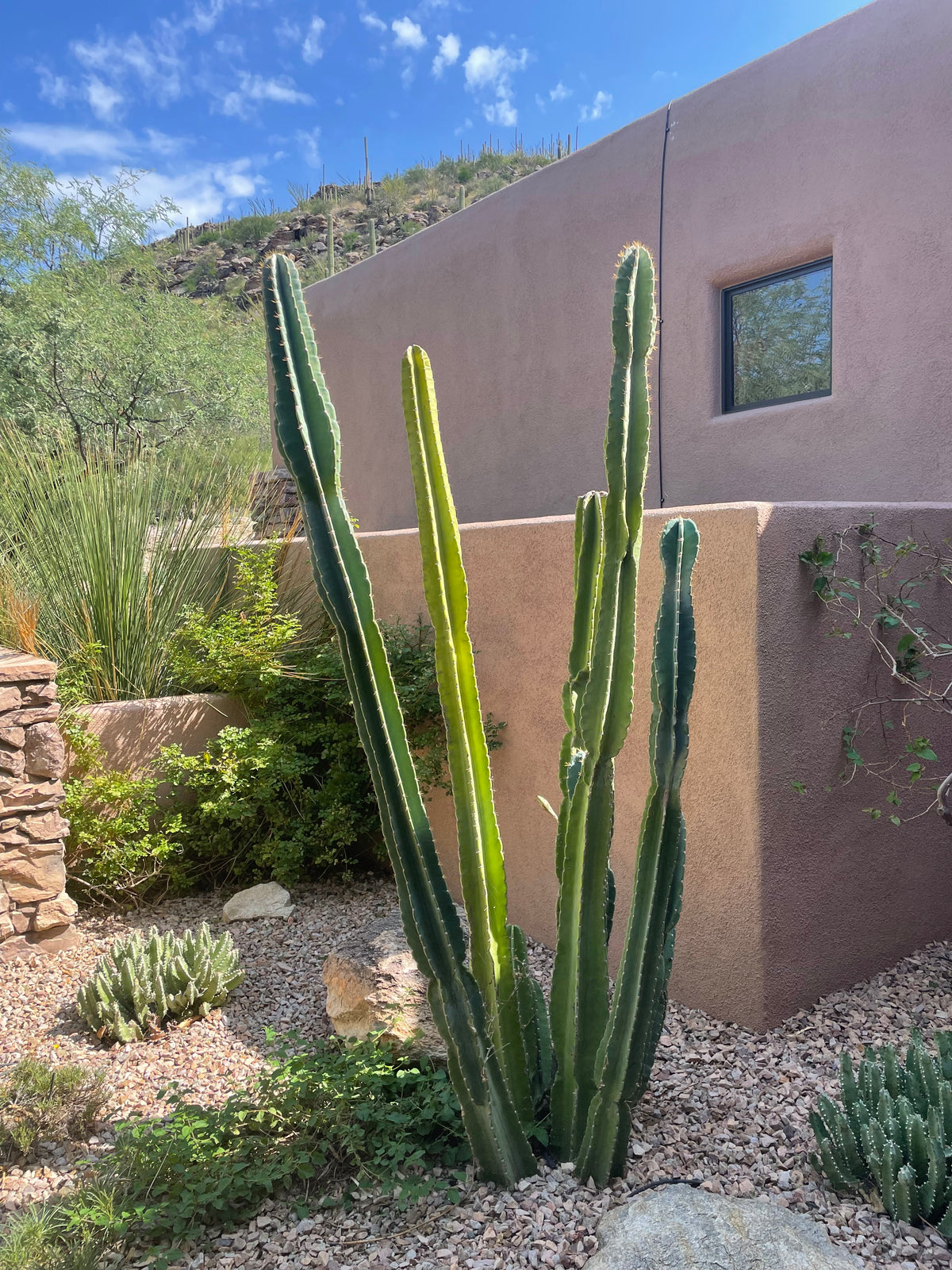 Very Large Tall and Mature Peruvian Apple Cactus Cereus Peruvianys Cactus Plant in a Xeriscape Landscape