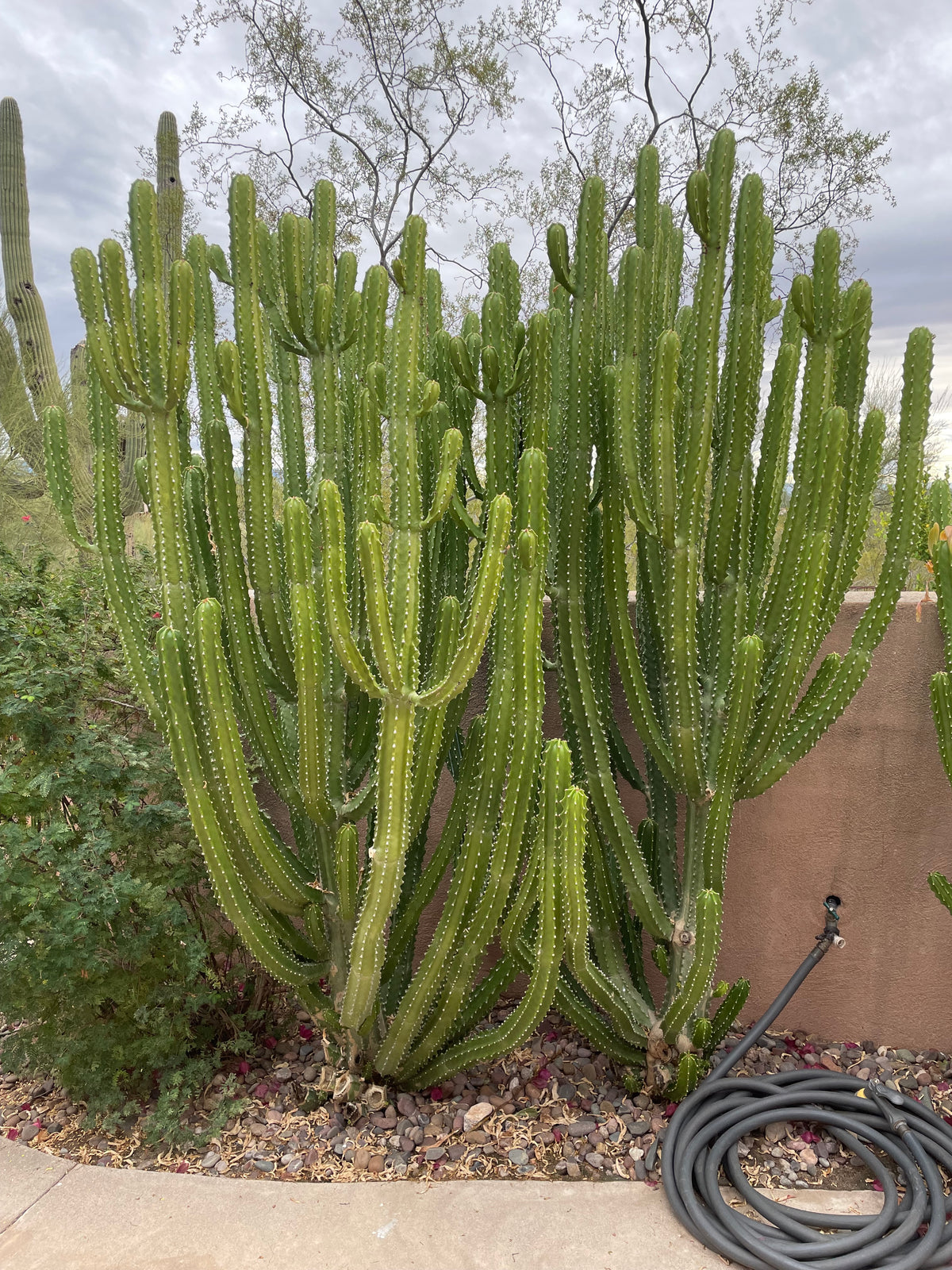Landscape Picture of a Very Large, Tall, Mature and Branched Royal Spurge Euphorbia Plant in a Cactus Garden