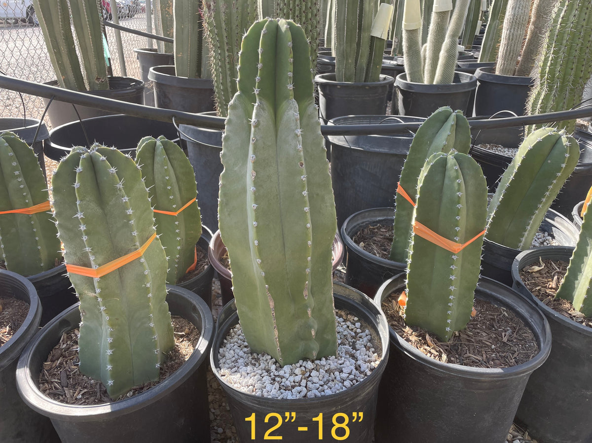 Group of Large Live Lophocereus Schotti Senita Cactus Plants for Sale Online in Cactus Nursery Containers