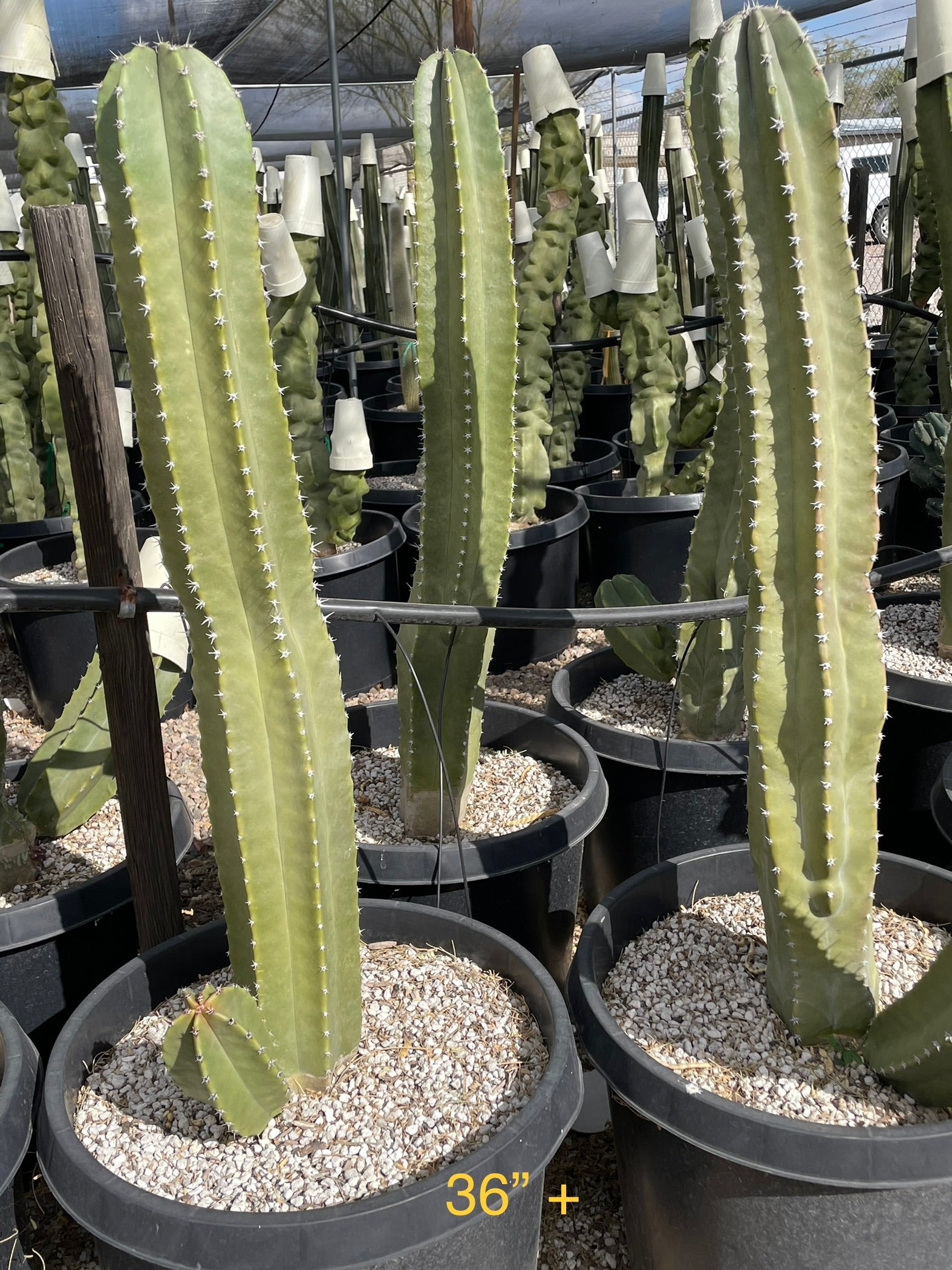 Senita Cactus For Sale | Tall Cactus Senita Plant| Cactus Outlet - The ...