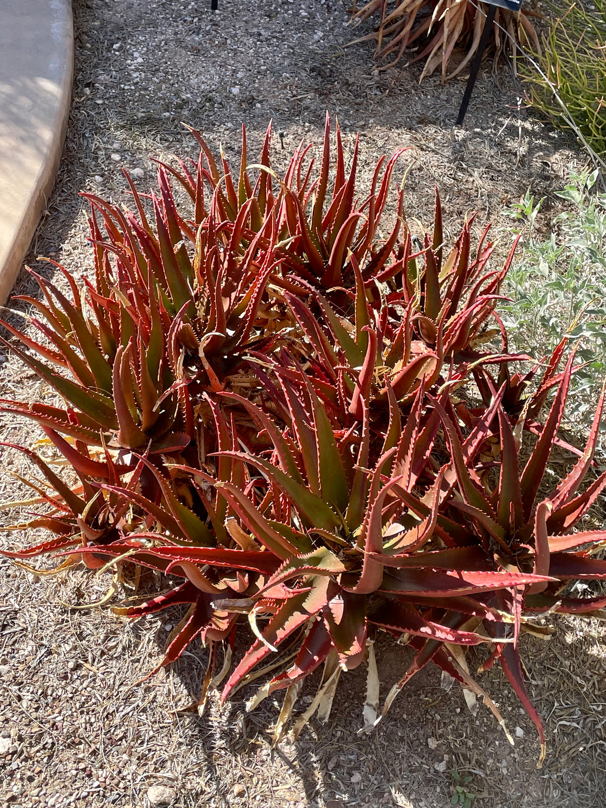 Large Live Aloe Cameronii &quot;Starfish&quot;  Succulent Plant Planted in a Cactus Garden