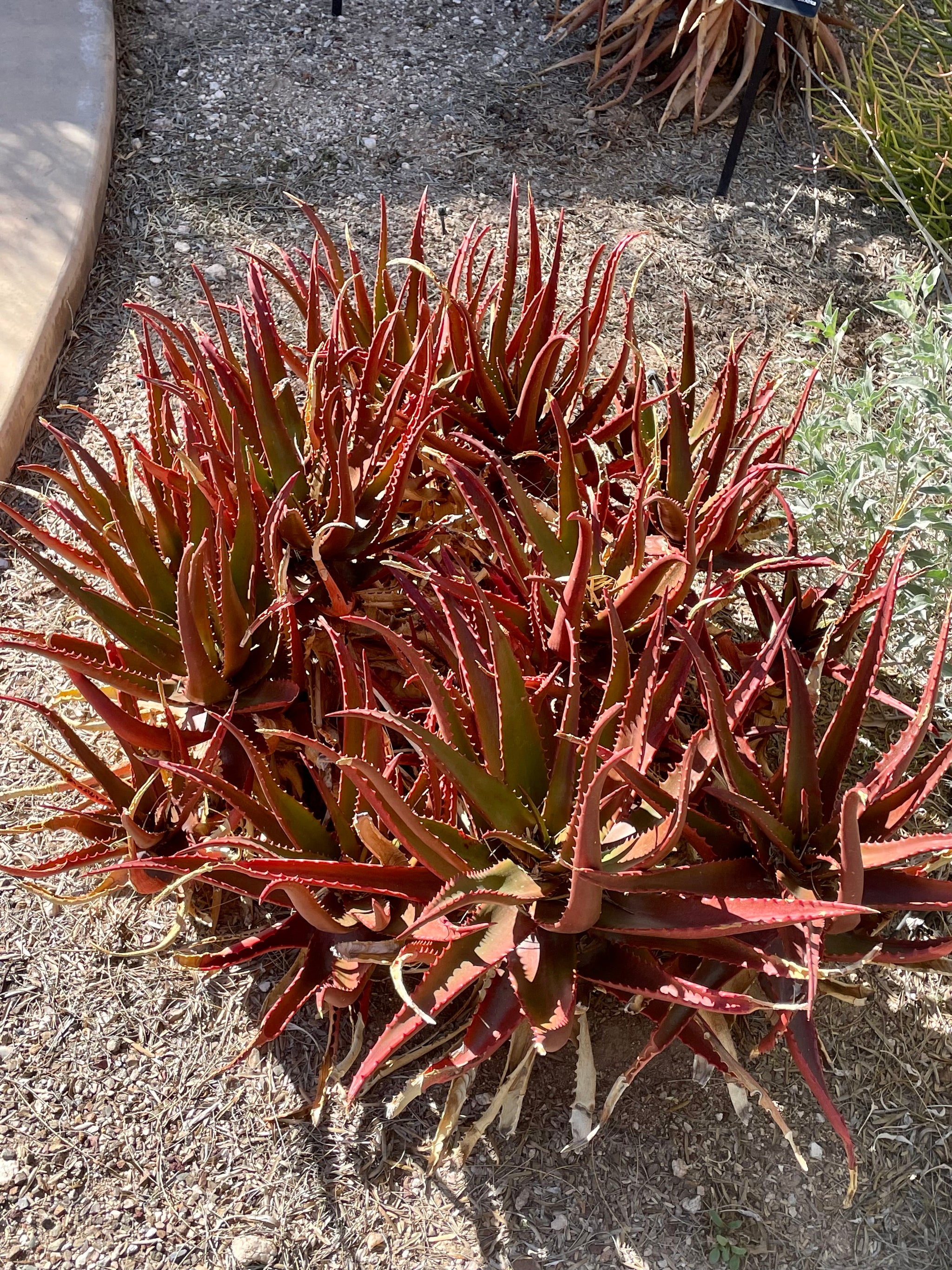 red aloe vera plant for sale Aloe Cameronii