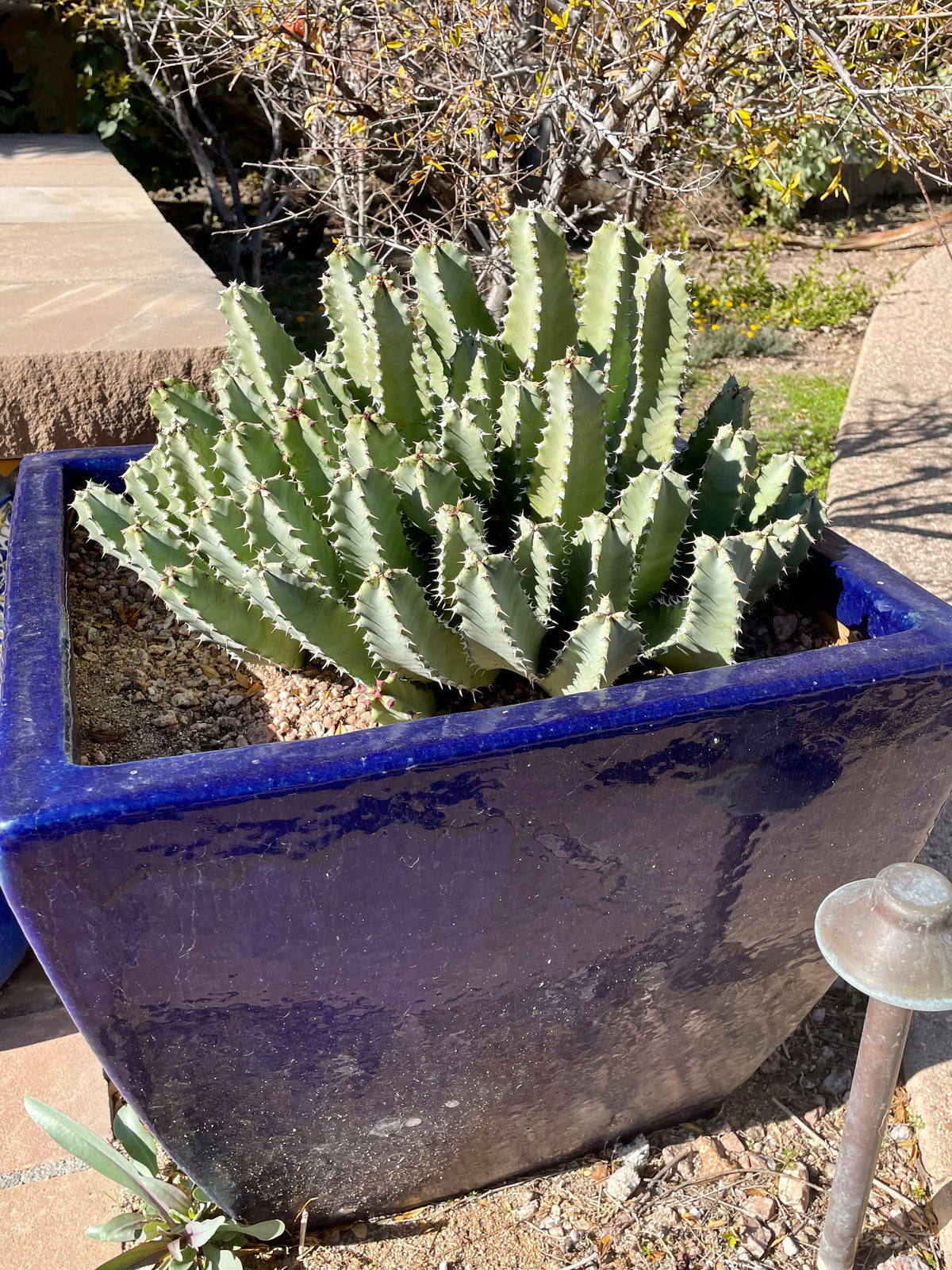 Euphorbia resinifera Moroccan Mound Cactus Succulent Plant in a blue decorative pot