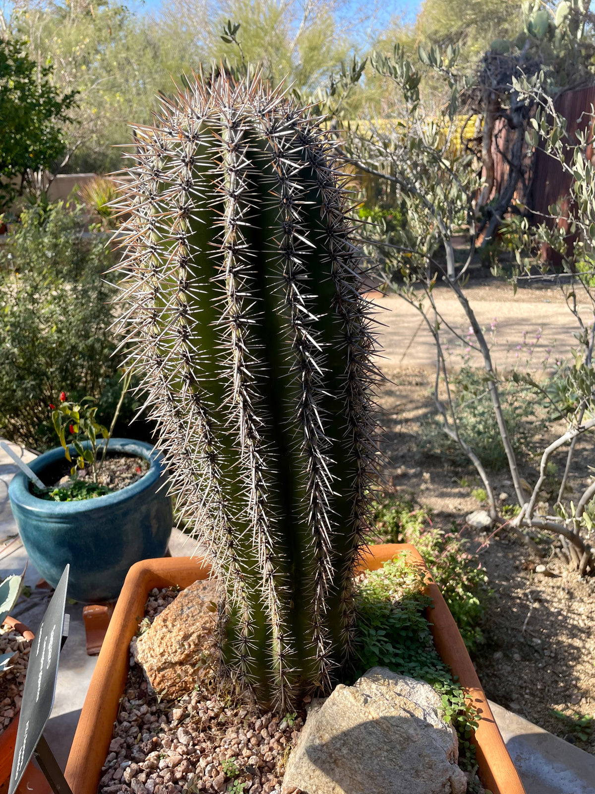 Large Tall Saguaro Cactus Carnegia Gigantea Cactus Plant in a Clay Decorative Pot