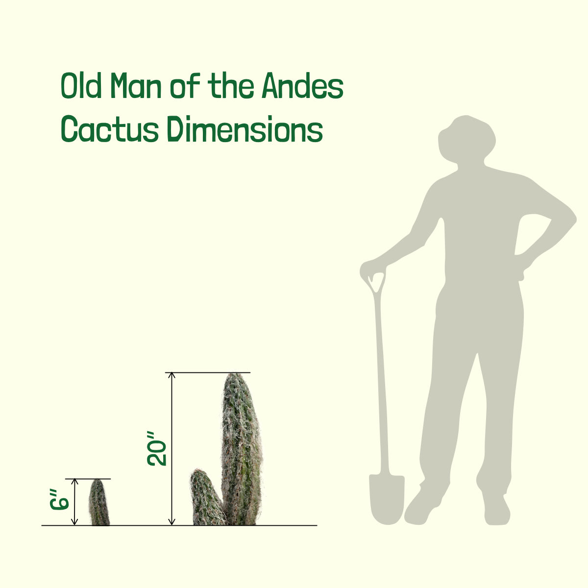 Sizes of Our Old Man of the Mountains Cactus For Sale Online