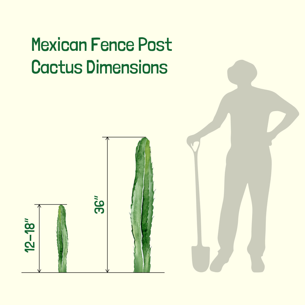 Large Mature and  Tall Mexican Fence Post Cactus Plant Sizes Available for Sale Online
