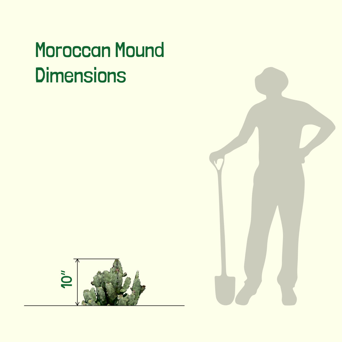 Dimension of Our Moroccan Mound Euphorbia Resinifera Succulent Cactus Plat For Sale