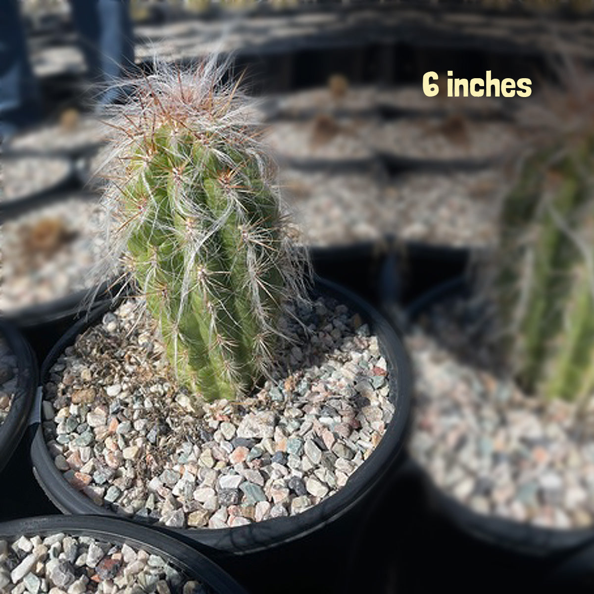Small Old Man of the Andes Cactus Plant for Sale Online in a one gallon Nursery Container
