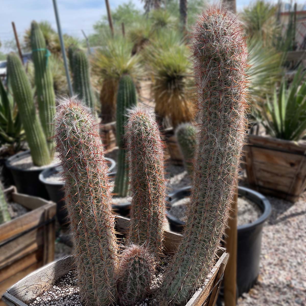 Very Large Old Man of the Mountains Cactus Plant For Sale Online