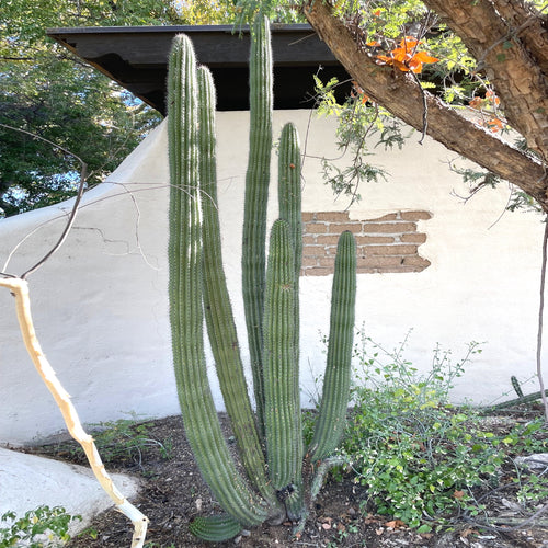 Organ Pipe Cactus