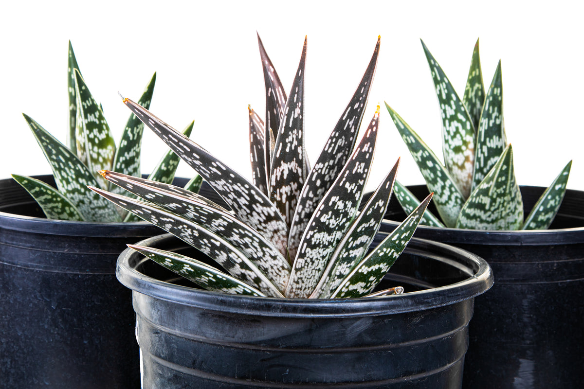 Group of Large Live Aloe Variegata Partridge Breast Aloe Tiger Aloe Succulent Plants for Sale Online in 5gal Cactus Nursery Pots