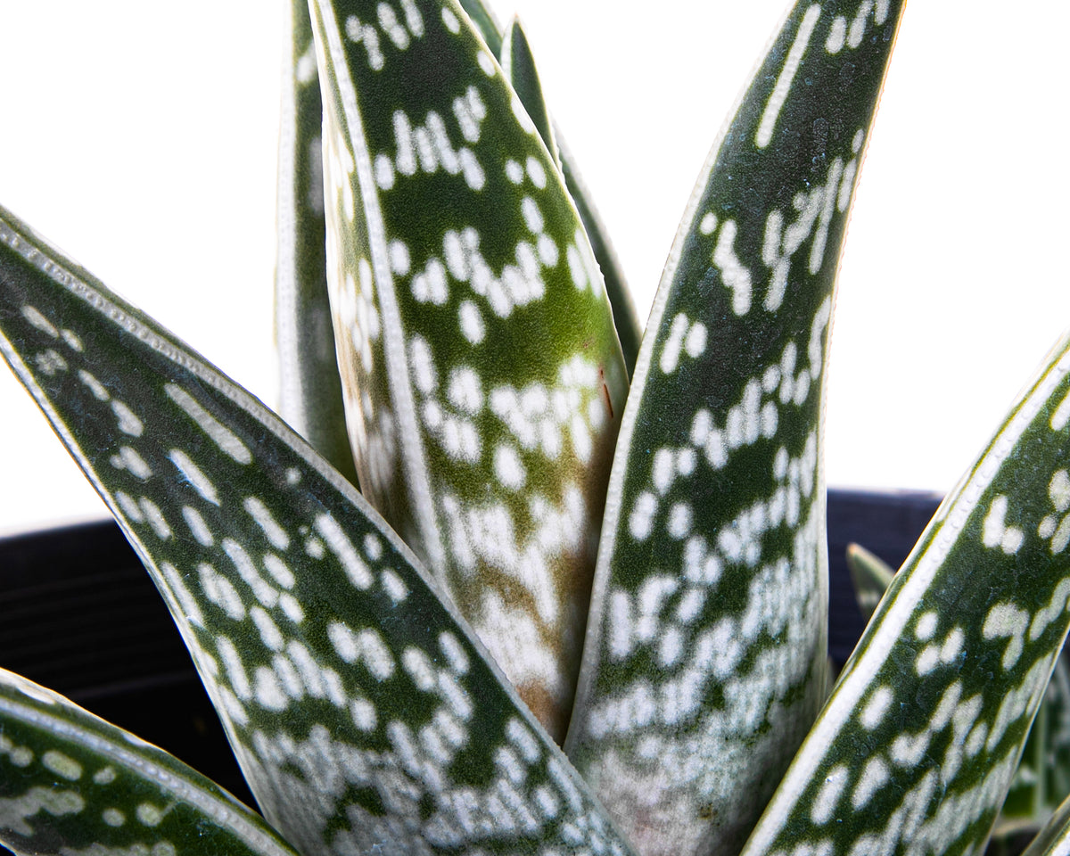 Large Live Aloe Variegata Partridge Breast Aloe Tiger Aloe Succulent Plant for Sale Online in a 5gal Cactus Nursery Pot