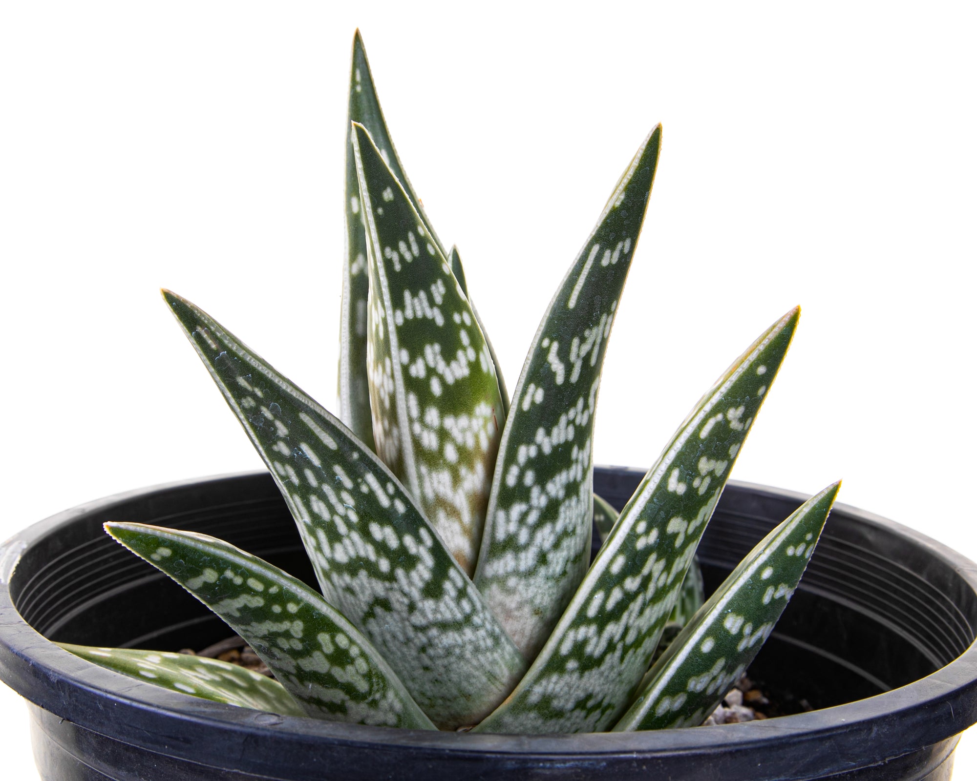 Large Live Aloe Variegata Partridge Breast Aloe Tiger Aloe Succulent Plant for Sale Online in a 5gal Cactus Nursery Pot