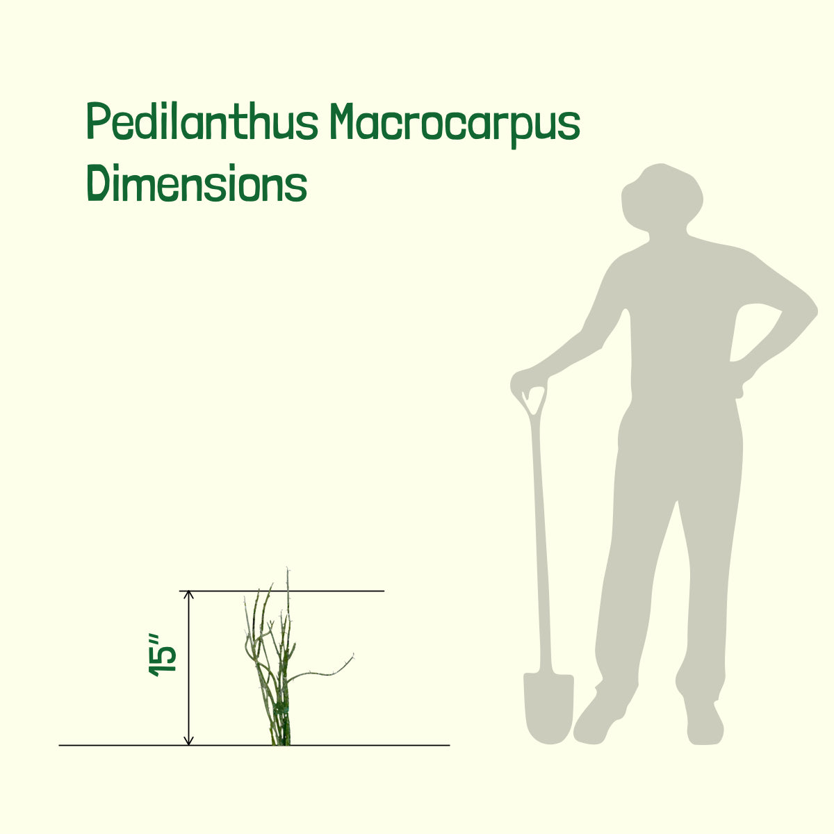 Dimensions of our Pedilanthus Macrocarpus Lady Slipper Succulent Cactus Plants For Sale Online in 5gal Cactus Nursery Containers