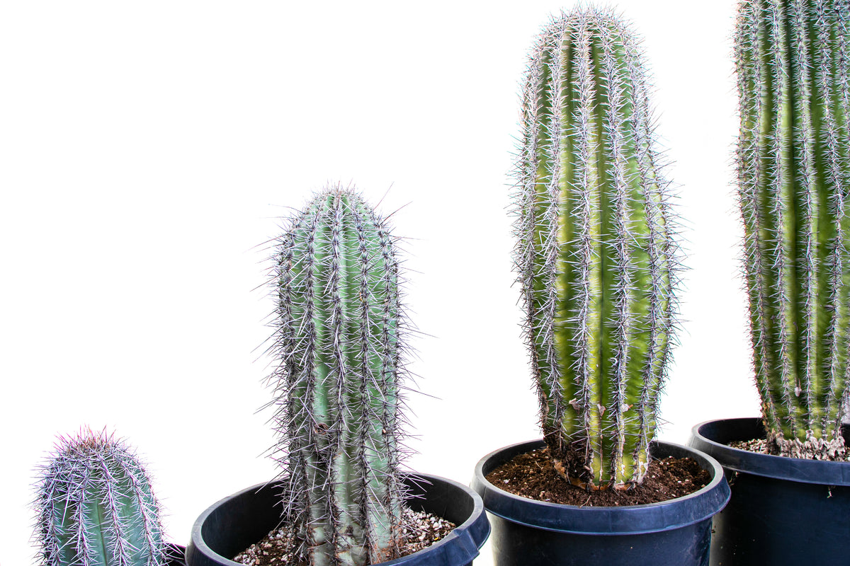 Close up of Large and Tall Carnegia Gigantea Saguaro Cactus Plants for Sale Online in Cactus Nursery Containers
