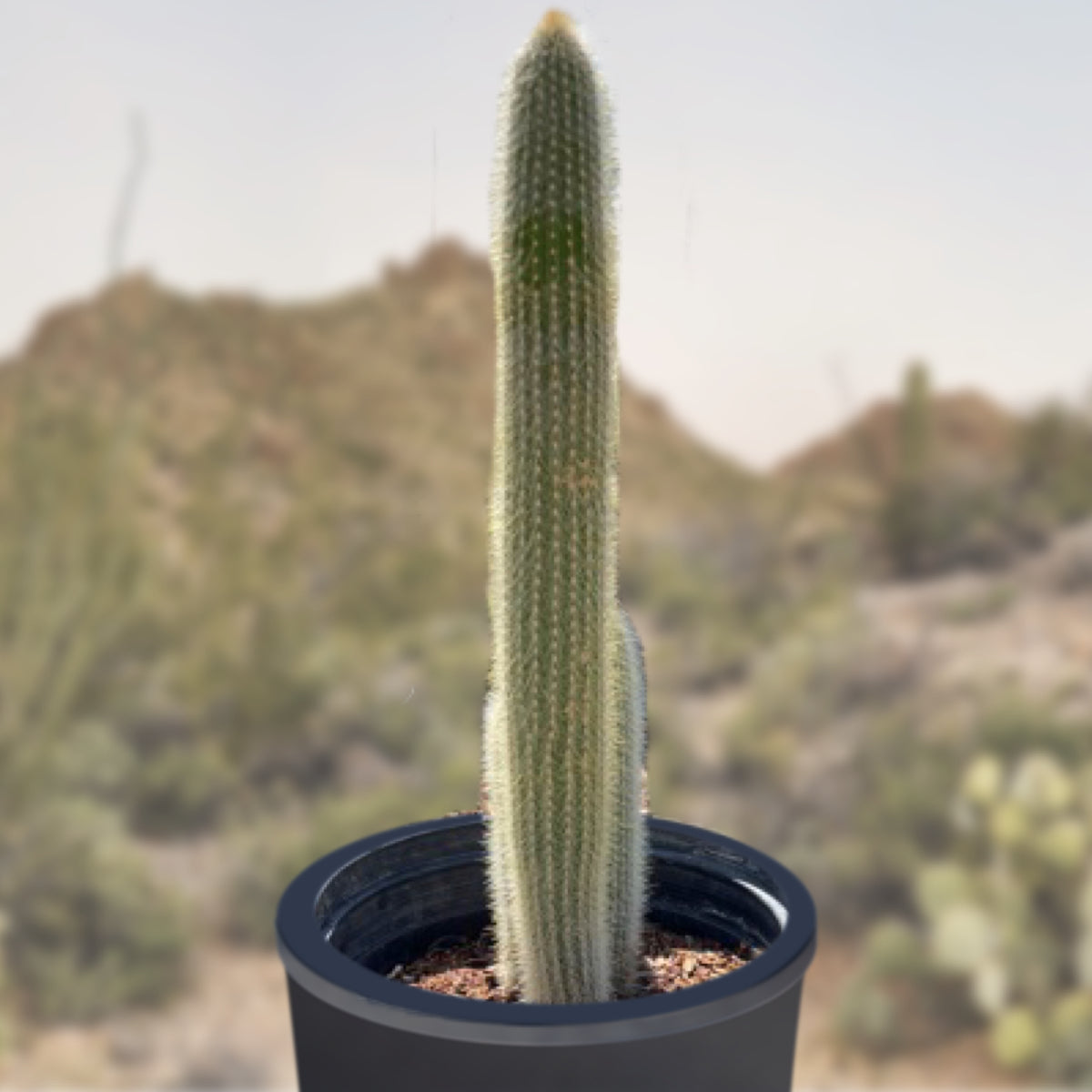 Silver Torch &quot;Snow Pole&quot; Cleistocactus Straussi Cactus Plant for Sale Online in a Cactus Nursery Container