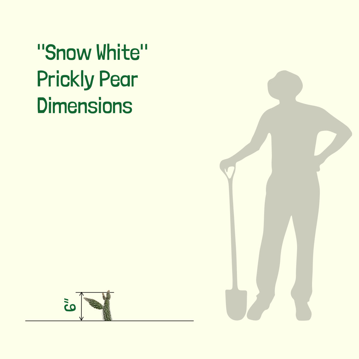 Dimensions of Our Opuntia &quot;Snow White&quot; Prickly Pear Cactus Plant For Sale 