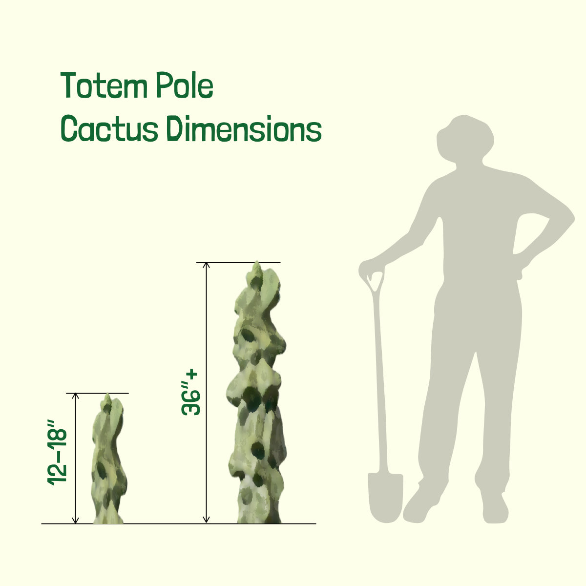 Sizes available of our Tall Large and Mature Totem Pole Cactus Lophocereus Schotti Monstrosus Plants for Sale Online