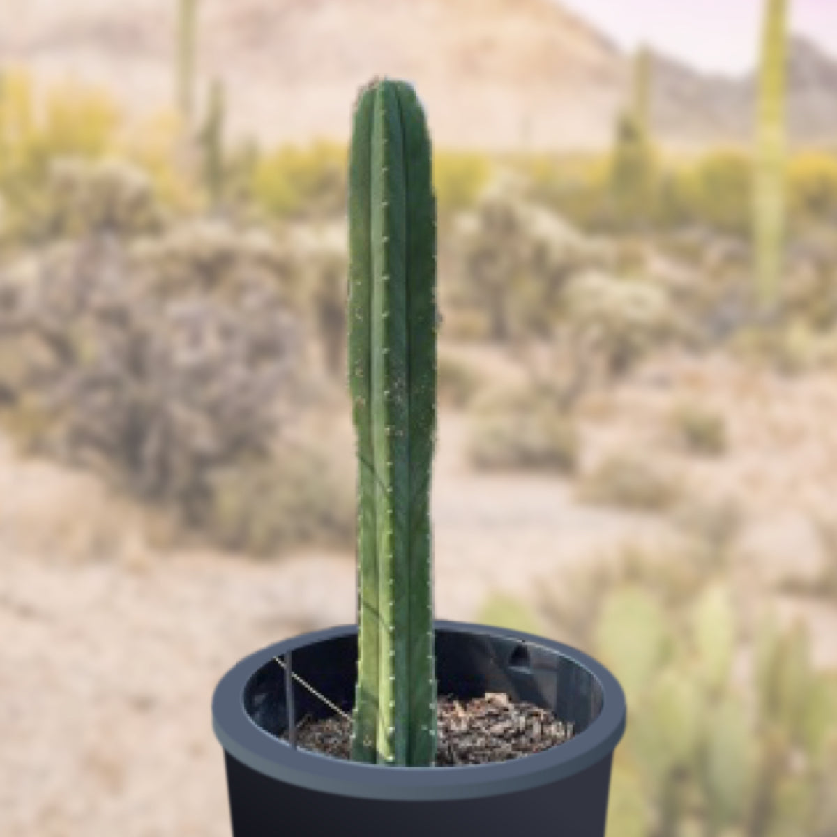 Large Live San Pedro Cactus Trichocereus Pachanoi Cactus Plant For Sale online in a Five Gallon Cactus Nursery Pot