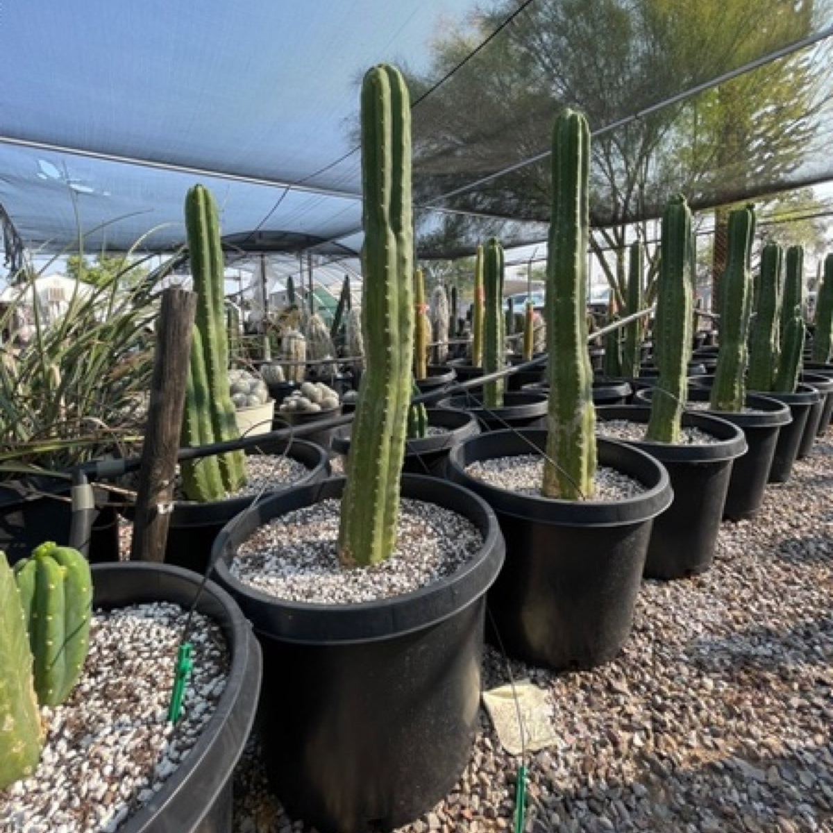 Large Live San Pedro Cactus Trichocereus Pachanoi Cactus Plant For Sale online in a Five Gallon Cactus Nursery Pot